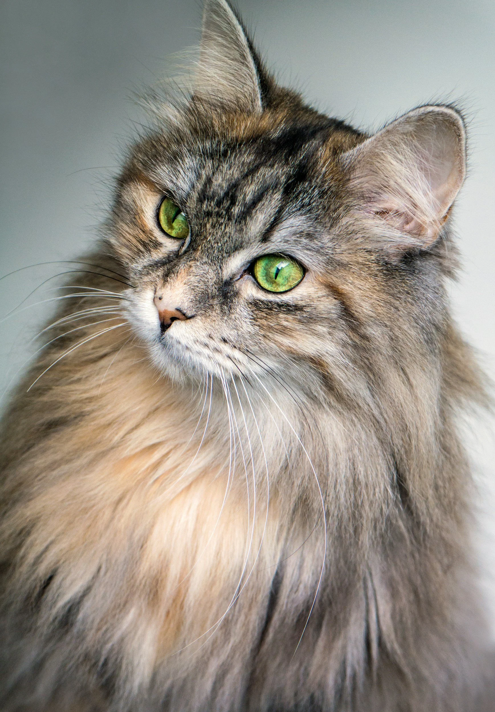 Close-up of a long-haired tabby cat with green eyes, looking to the side.