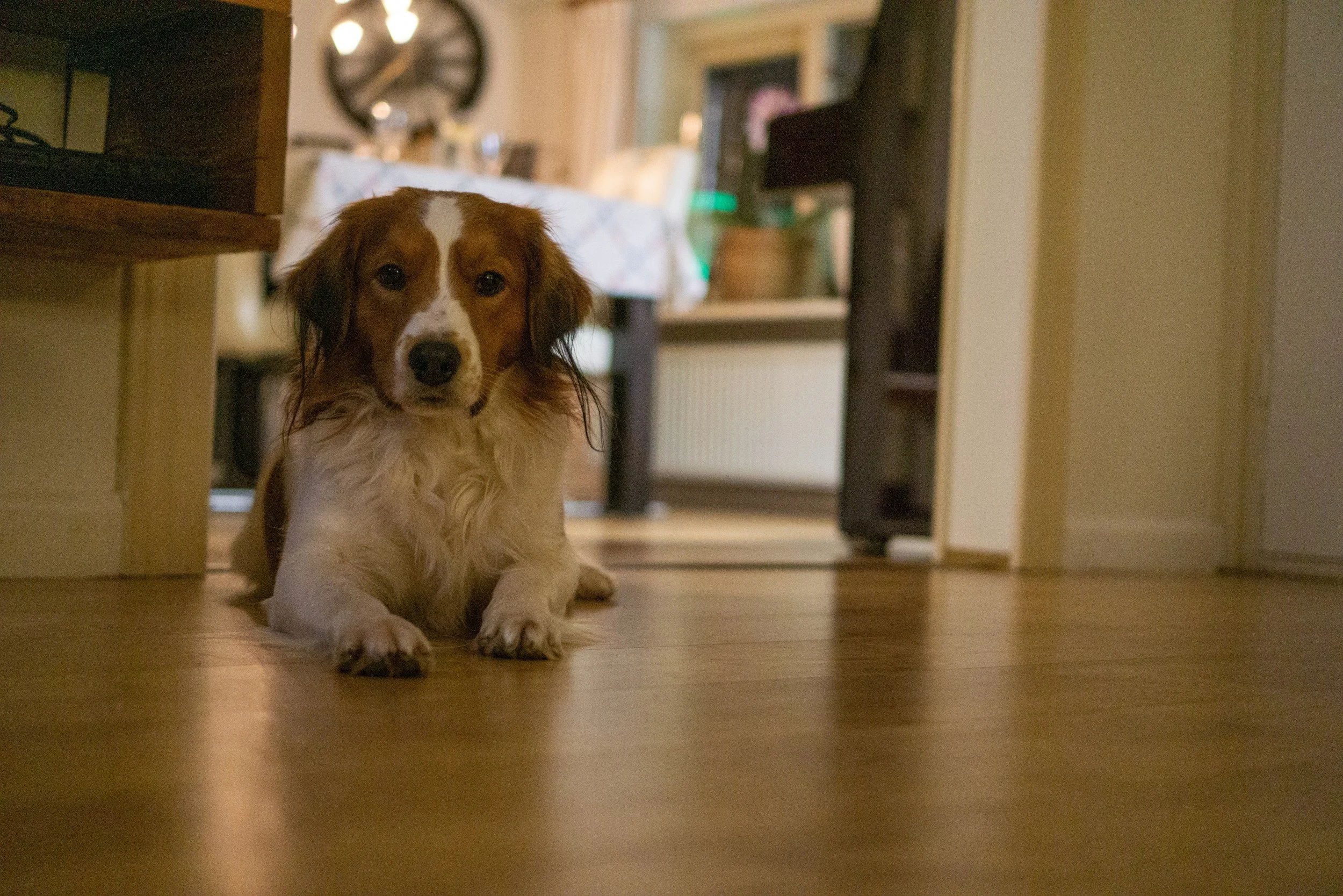 A long-haired dachshund dog lying on a hardwood floor in a home, looking directly at the camera with a relaxed posture.