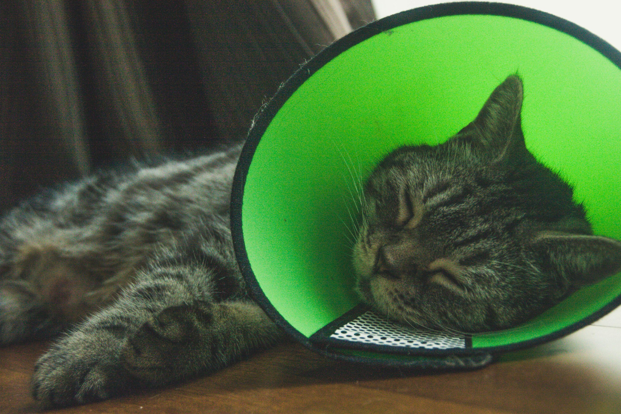 Sleeping tabby cat wearing a green cone collar on a wooden floor.