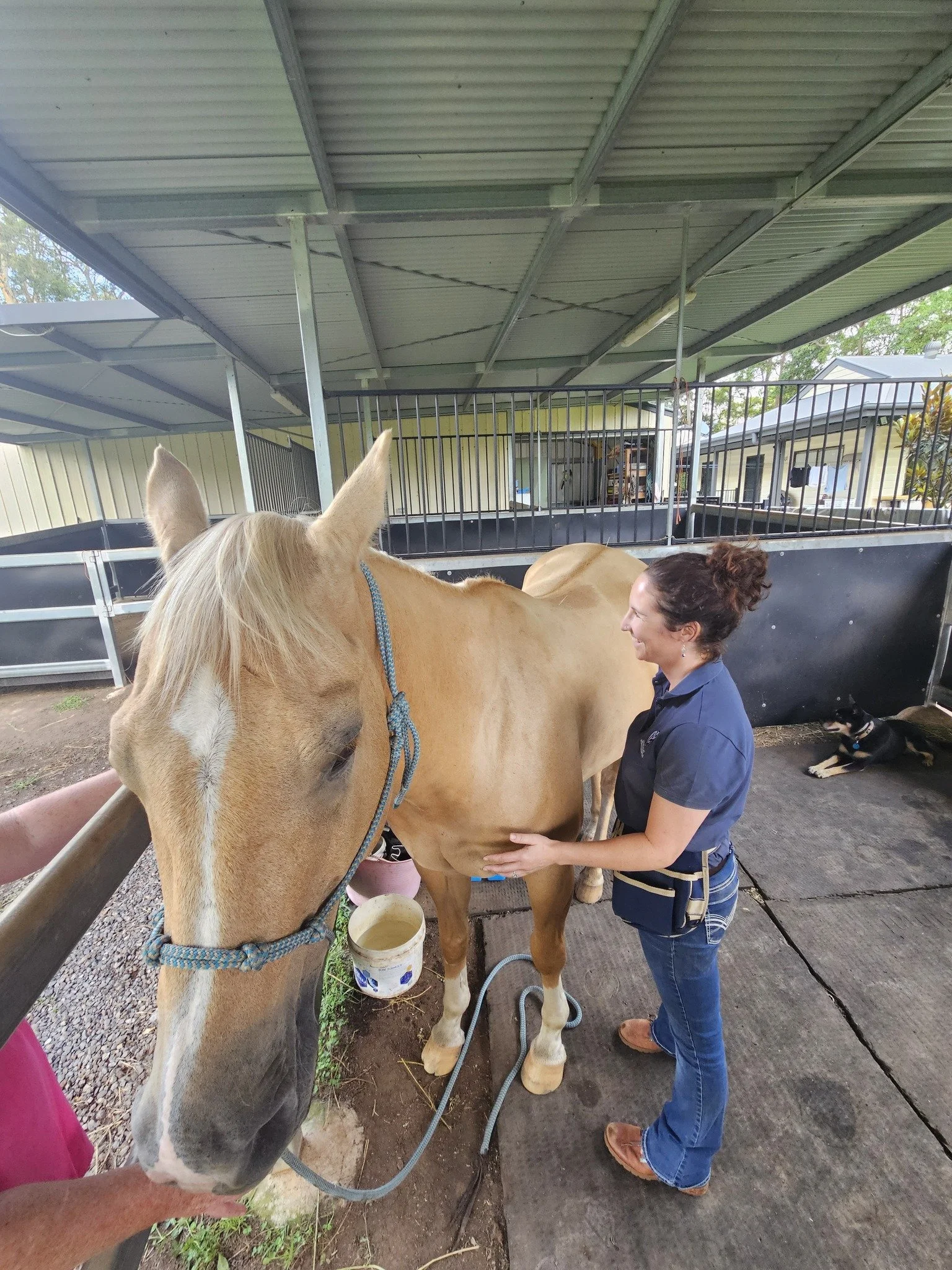 A woman in a dark blue polo shirt and jeans petting a tan horse with a white stripe on its face inside a covered stable area. The horse is tethered with a blue rope, and there is a bucket on the ground beside it. A person in pink is partially visible in the foreground, and a black dog is lying on the ground in the background.