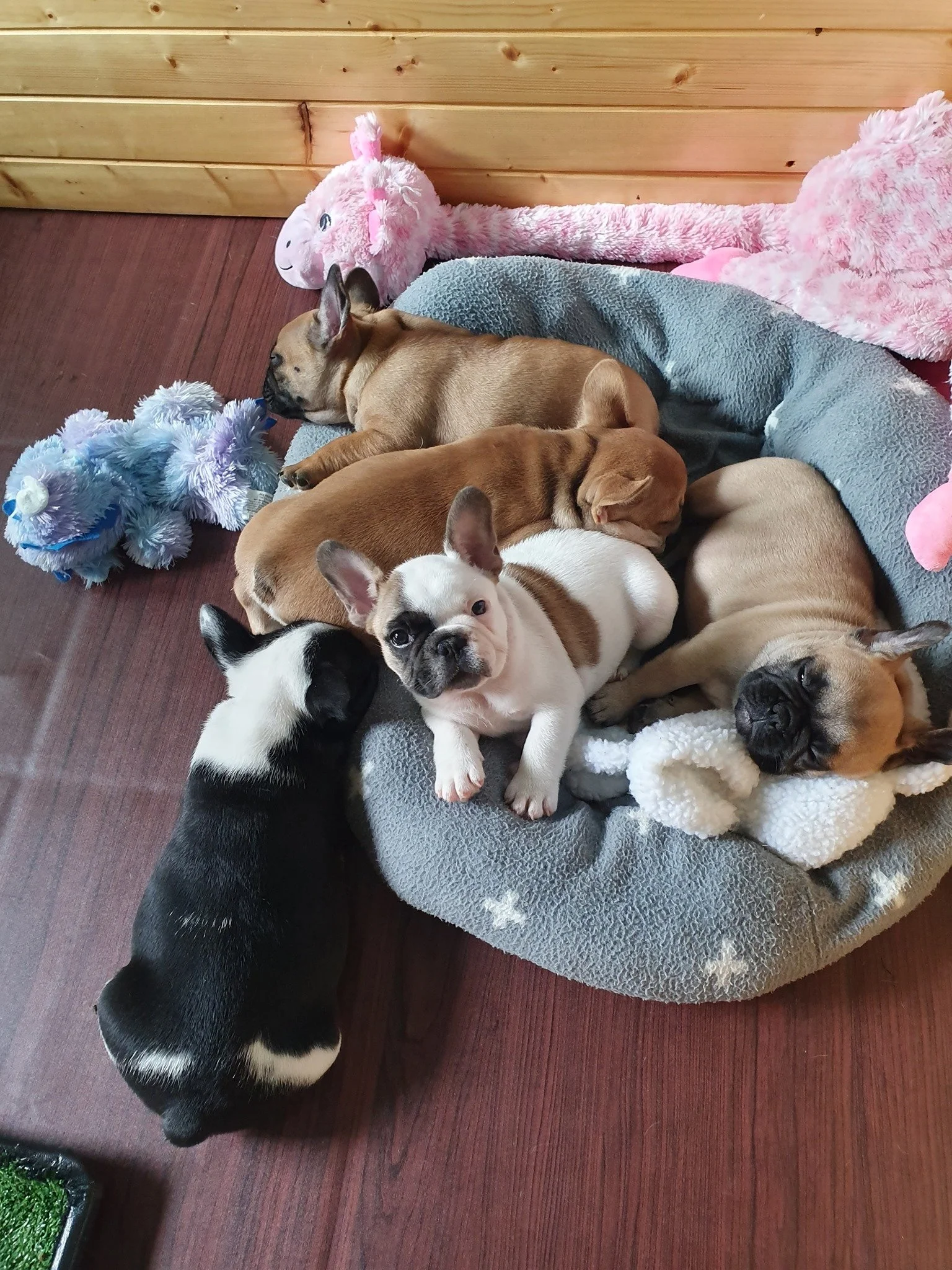 Six puppies, including a black and white one, a brindle one, a tan one, and a fawn-colored one, sleeping or resting on and around a gray dog bed with plush toys nearby. One puppy is awake and looking at the camera.