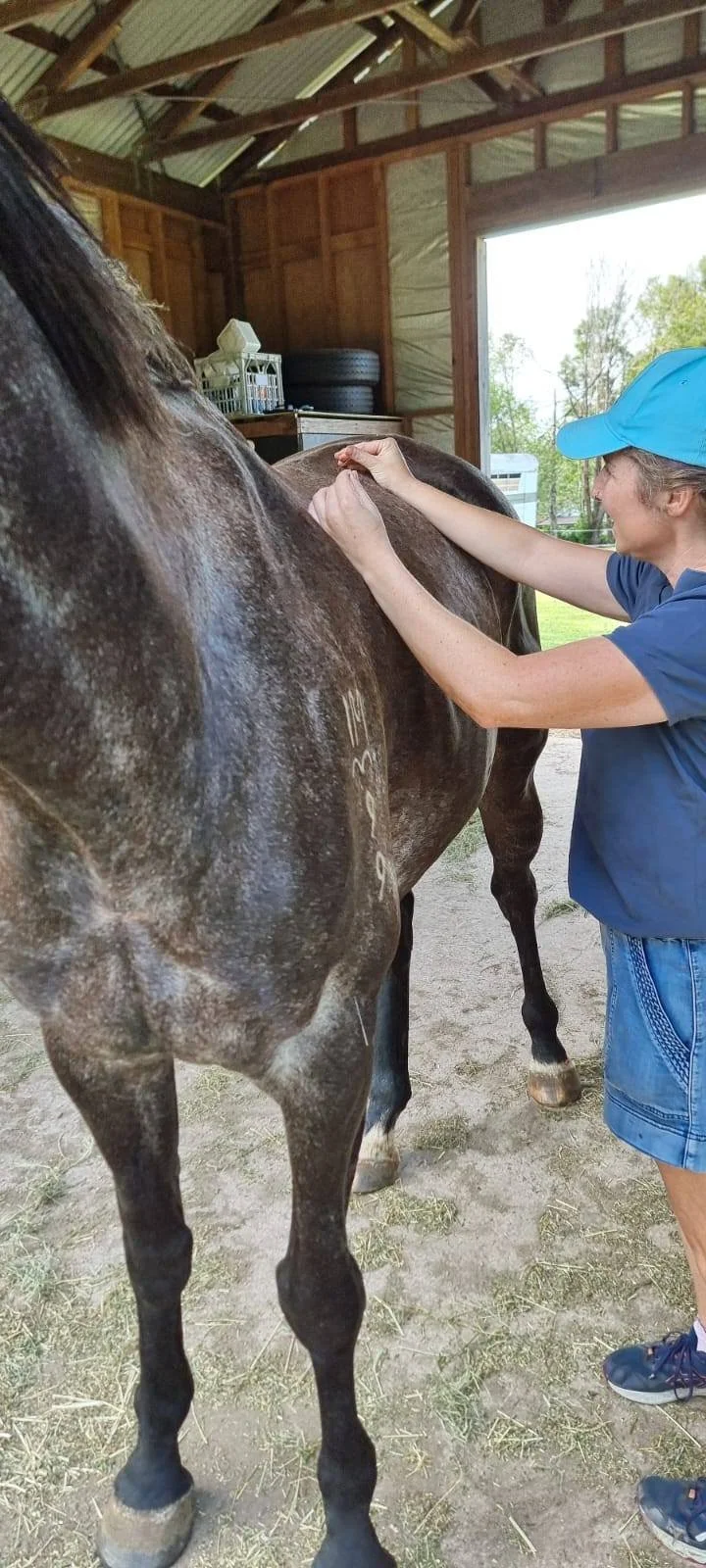 A person in a blue cap and shirt helps a horse in a barn with grooming or health care. The barn has wooden walls and a high ceiling with exposed beams, and there are tires and supplies in the background.