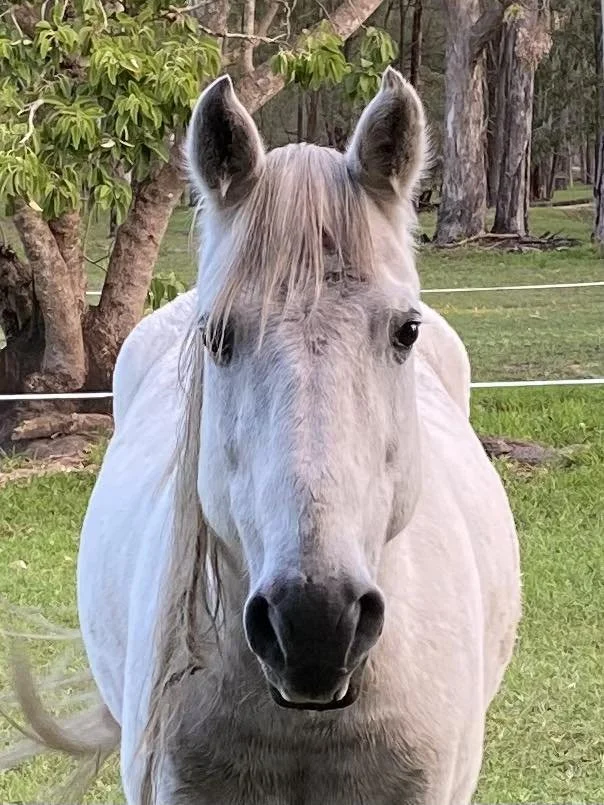 Close-up of a white horse with a long mane standing in a grassy field with trees in the background.