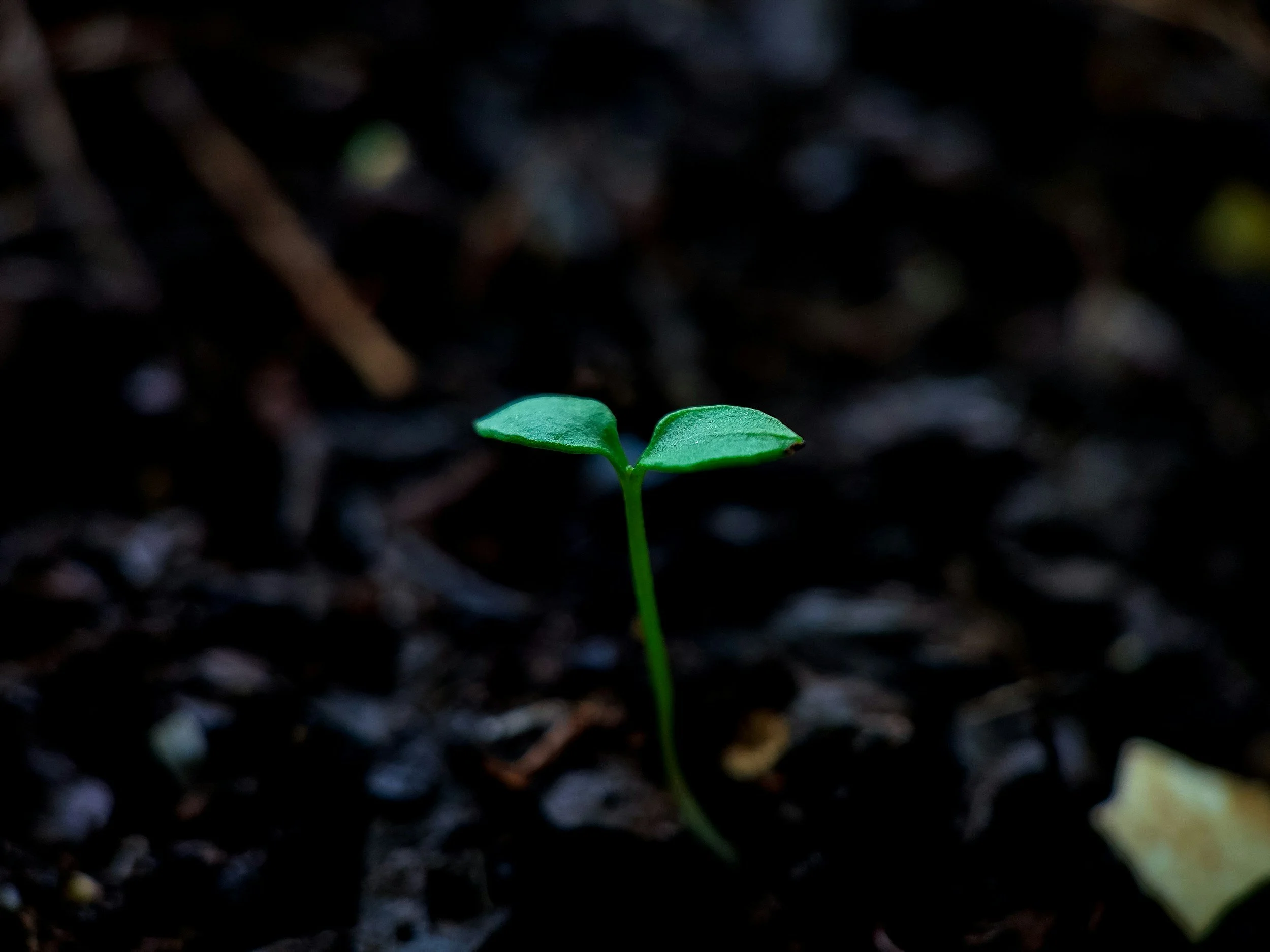 First Generation