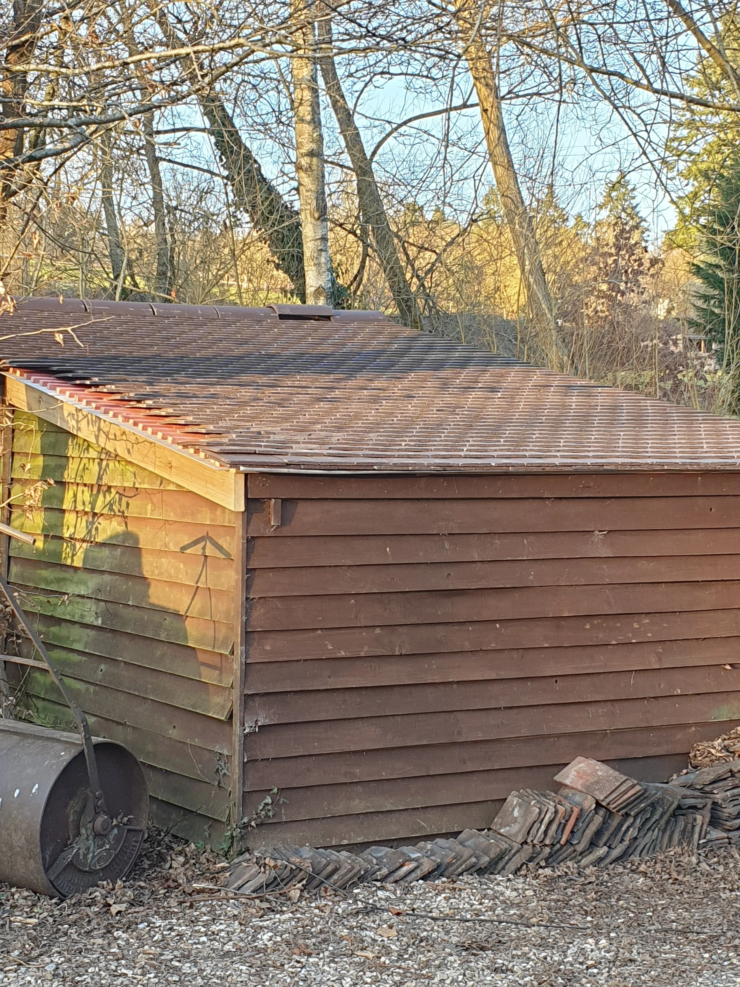 Backyard shed with brown wood siding and a brown shingled roof, surrounded by leafless trees and some stacked roof tiles on the ground.