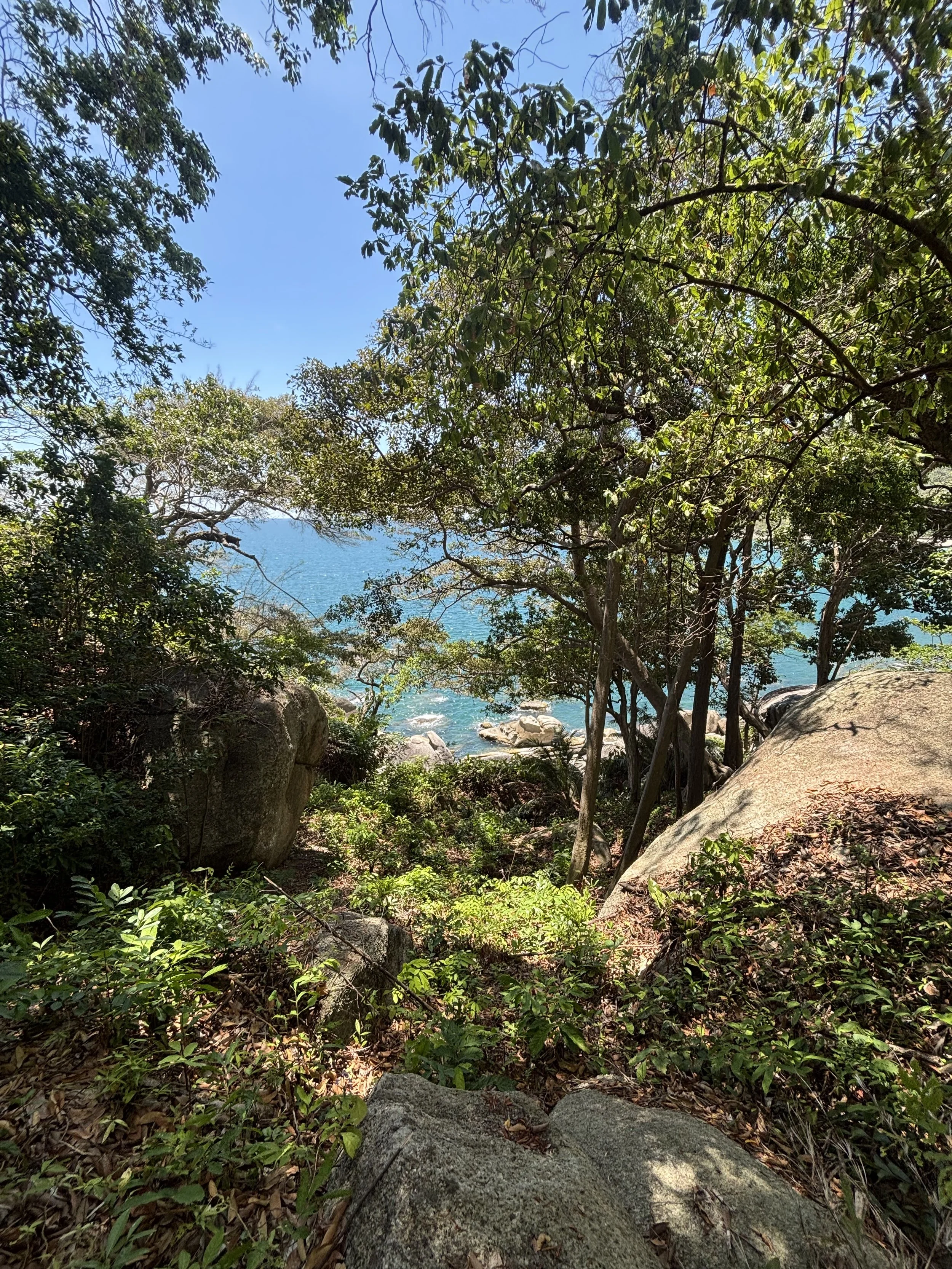 Turquoise ocean view through lush jungle trees along a hiking trail in Koh Phangan, Thailand