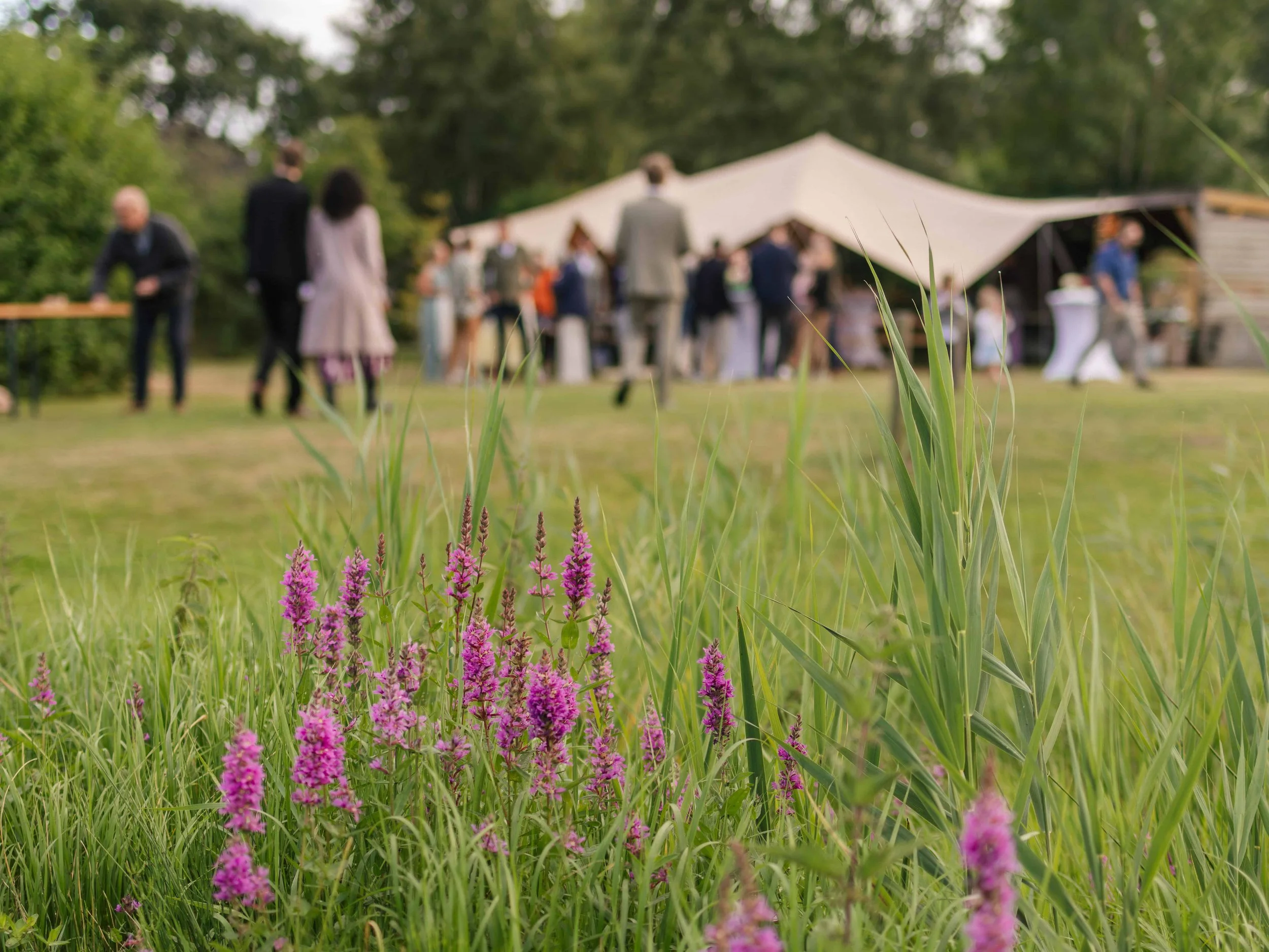 Close-up van paarse bloemen en groen gras op een grasveld, met een groep mensen die in de achtergrond van een feest of bijeenkomst onder een grote tent staan.