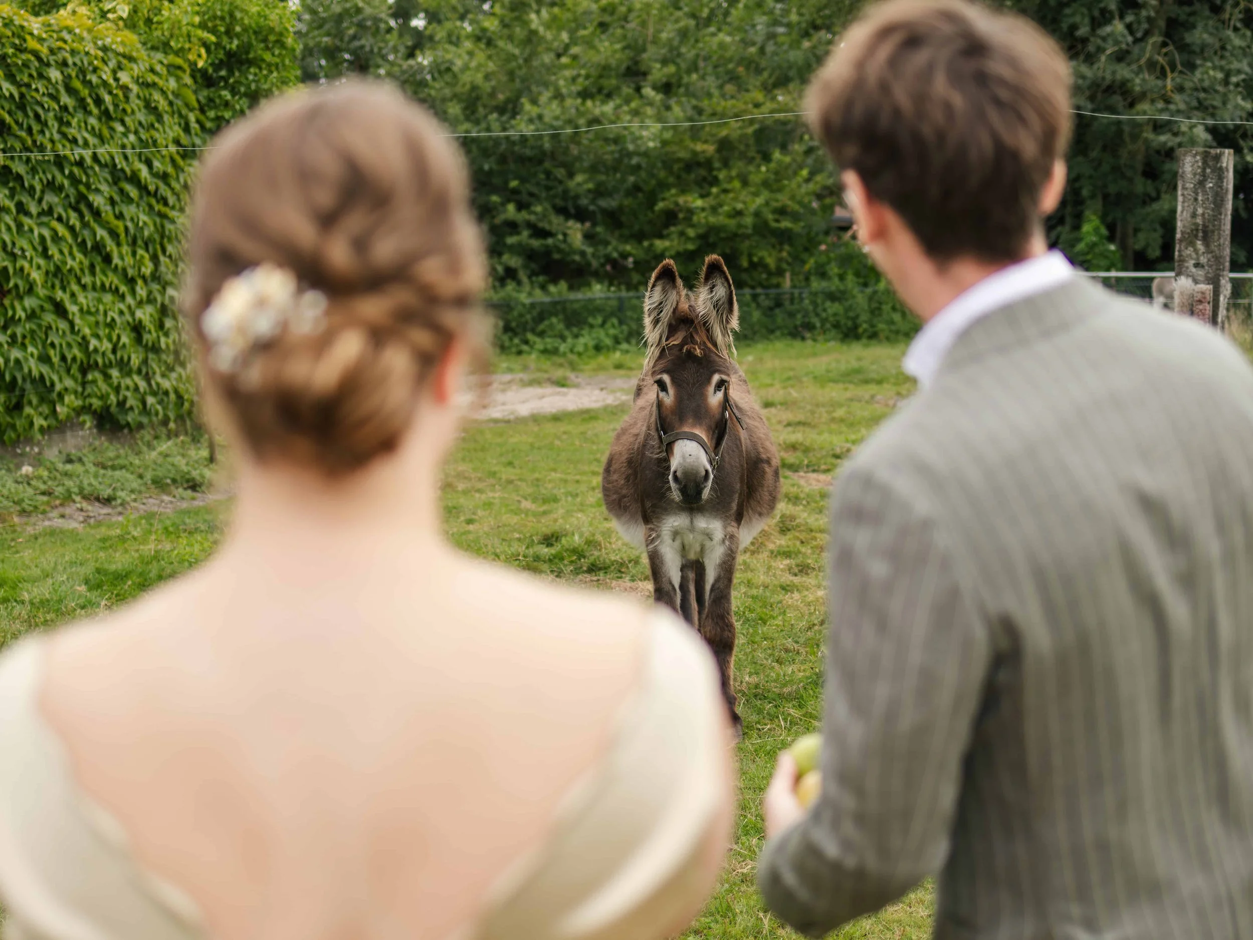 Een bruidspaar kijkt naar een jonge ezel in een groene tuin.