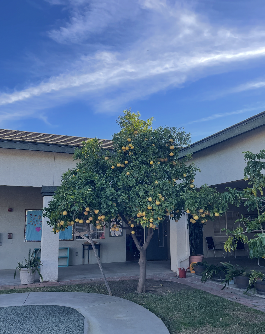 A school quad area with a pomelo tree filled with pomelos. The tree is in front of a school with a patio, potted plants, and a blue sky with white clouds overhead. (The Cross Schools of Education - Walnut, CA)