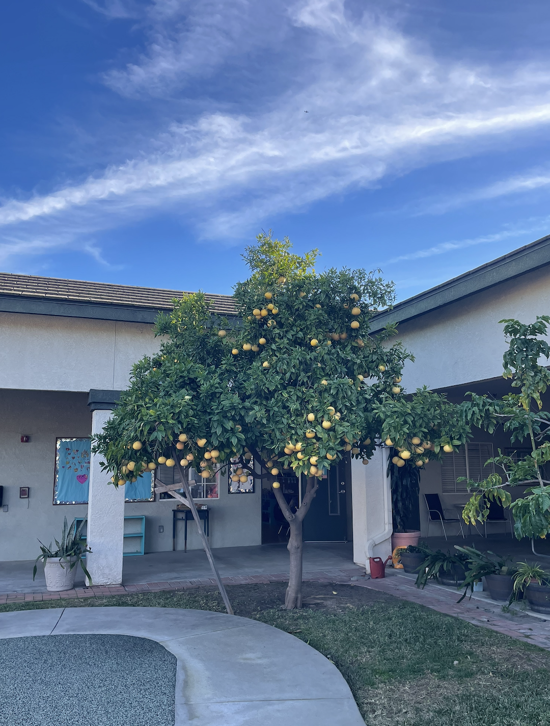 Pomelo fruit tree by the playground in the quad area of a private school in Walnut, CA