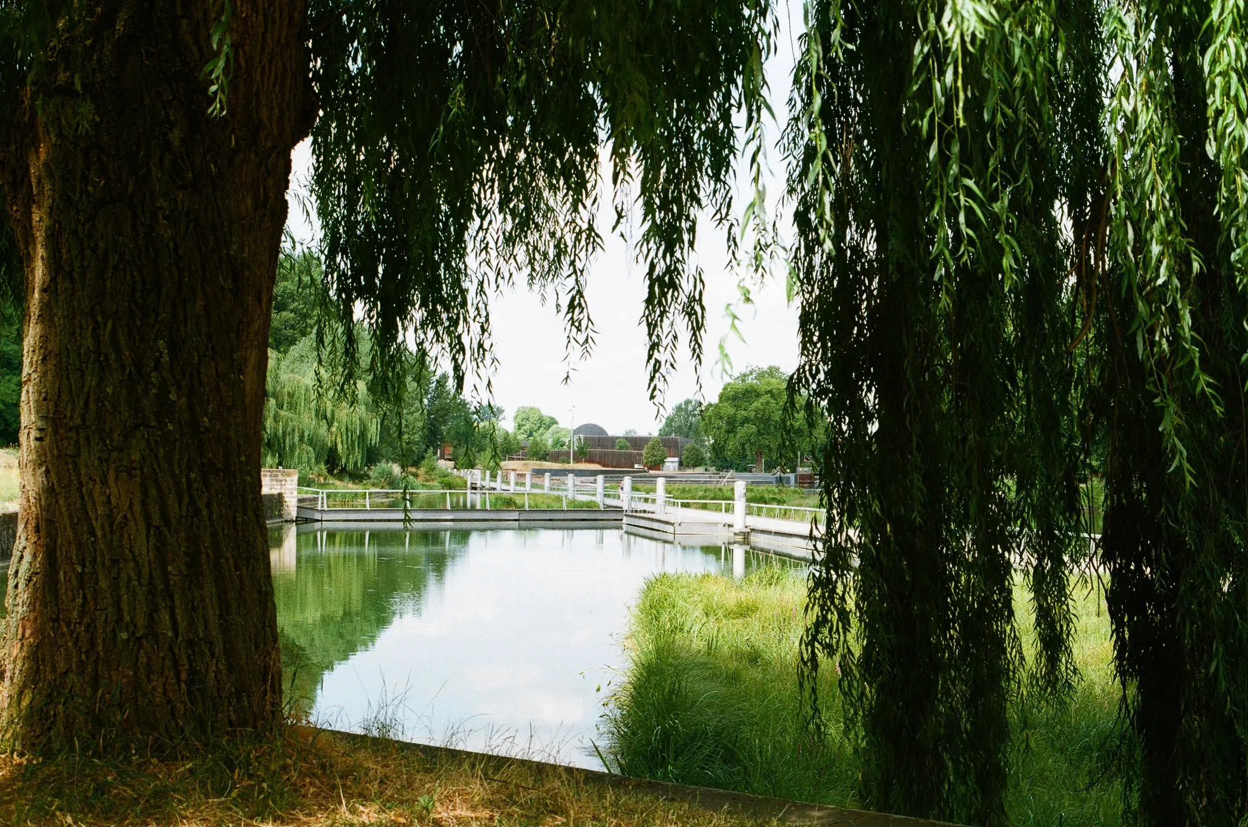 A lakeside scene seen through hanging tree branches with lush green foliage, a calm water body, a dock, and trees in the background.