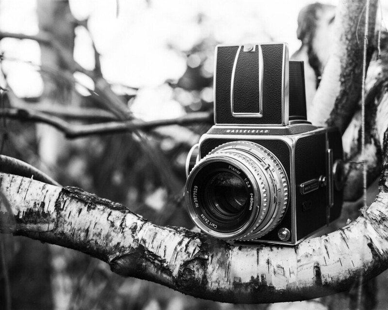 Fomapan 100 sample photo of a medium format camera sat on a tree branch.jpg