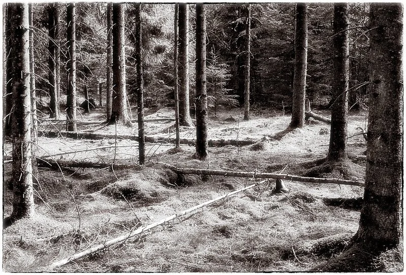 Fompan 200 Sample image (11).jpg