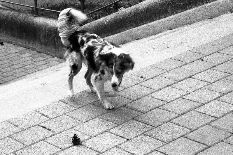 Fomapan 400 Sample Photo (7).jpg