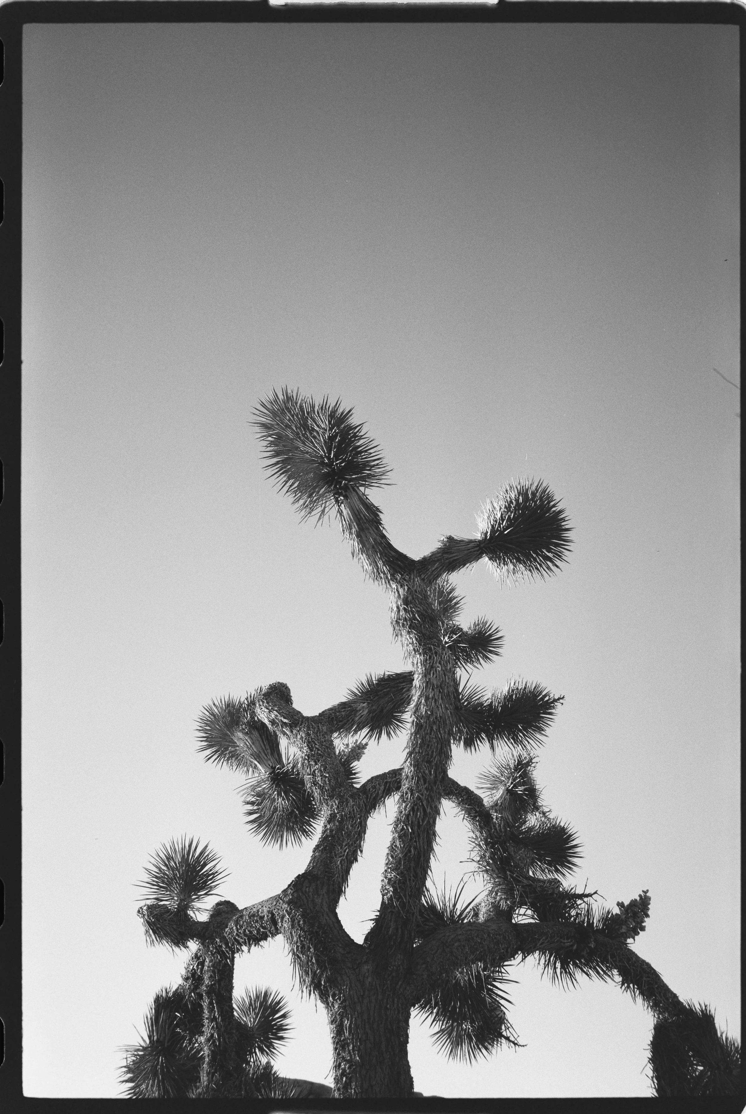 OptiMono100_35mm_Sample Image_Traegi-06.jpg
