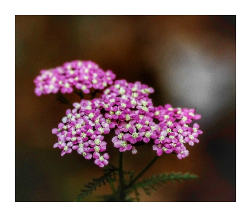 35mm Developing - E6