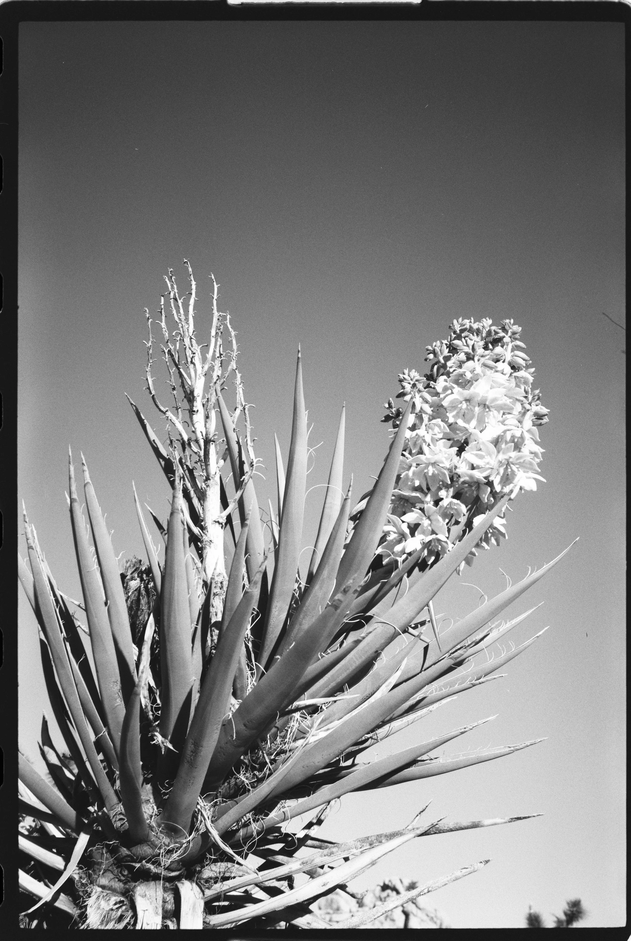 OptiMono100_35mm_Sample Image_Traegi-03.jpg