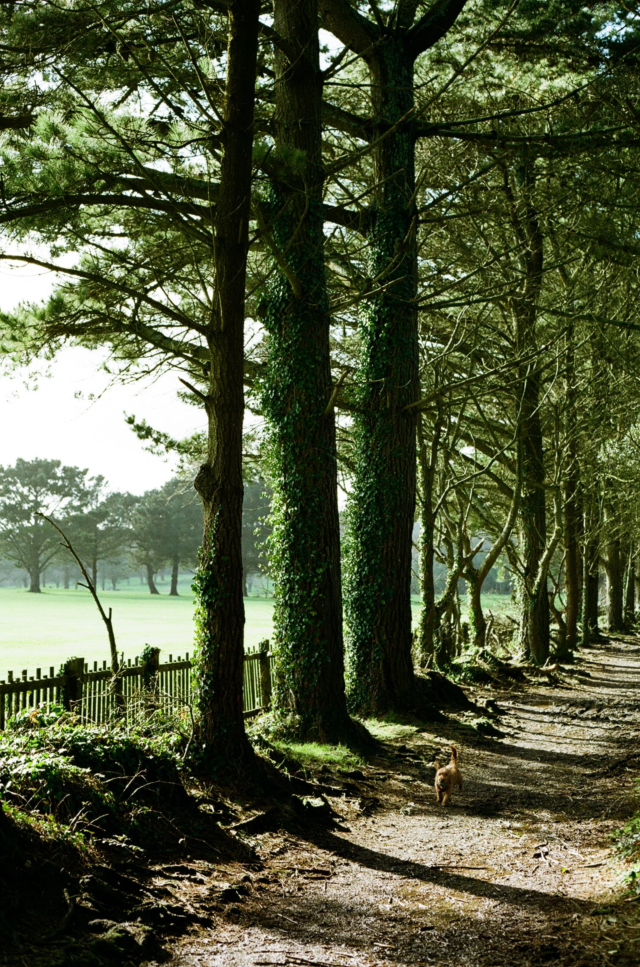 A dirt path runs through a wooded area with tall trees, some covered in ivy, and a small dog walking along the trail. In the background, there is a fence and open green fields with more trees.