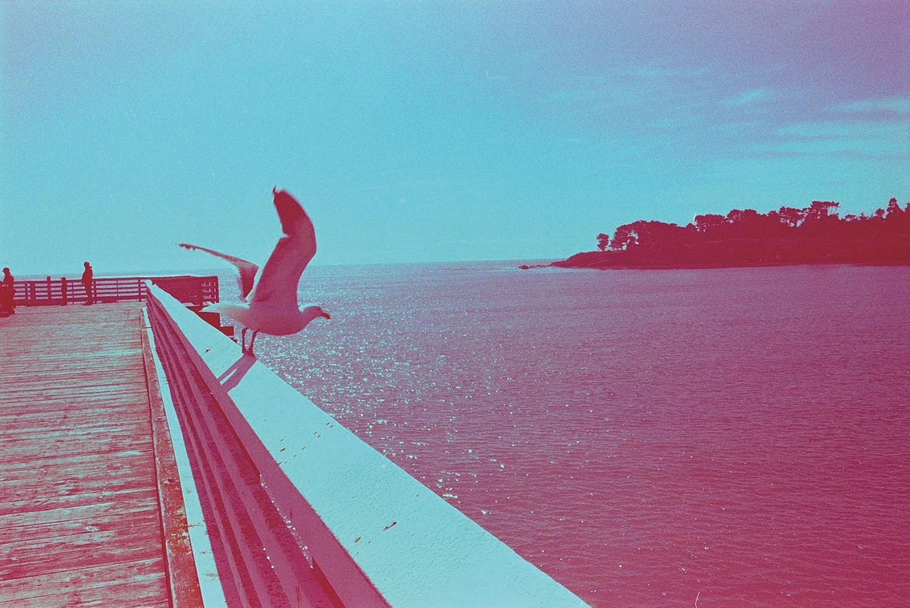 12-03-600nmNo.3175-08.jpg