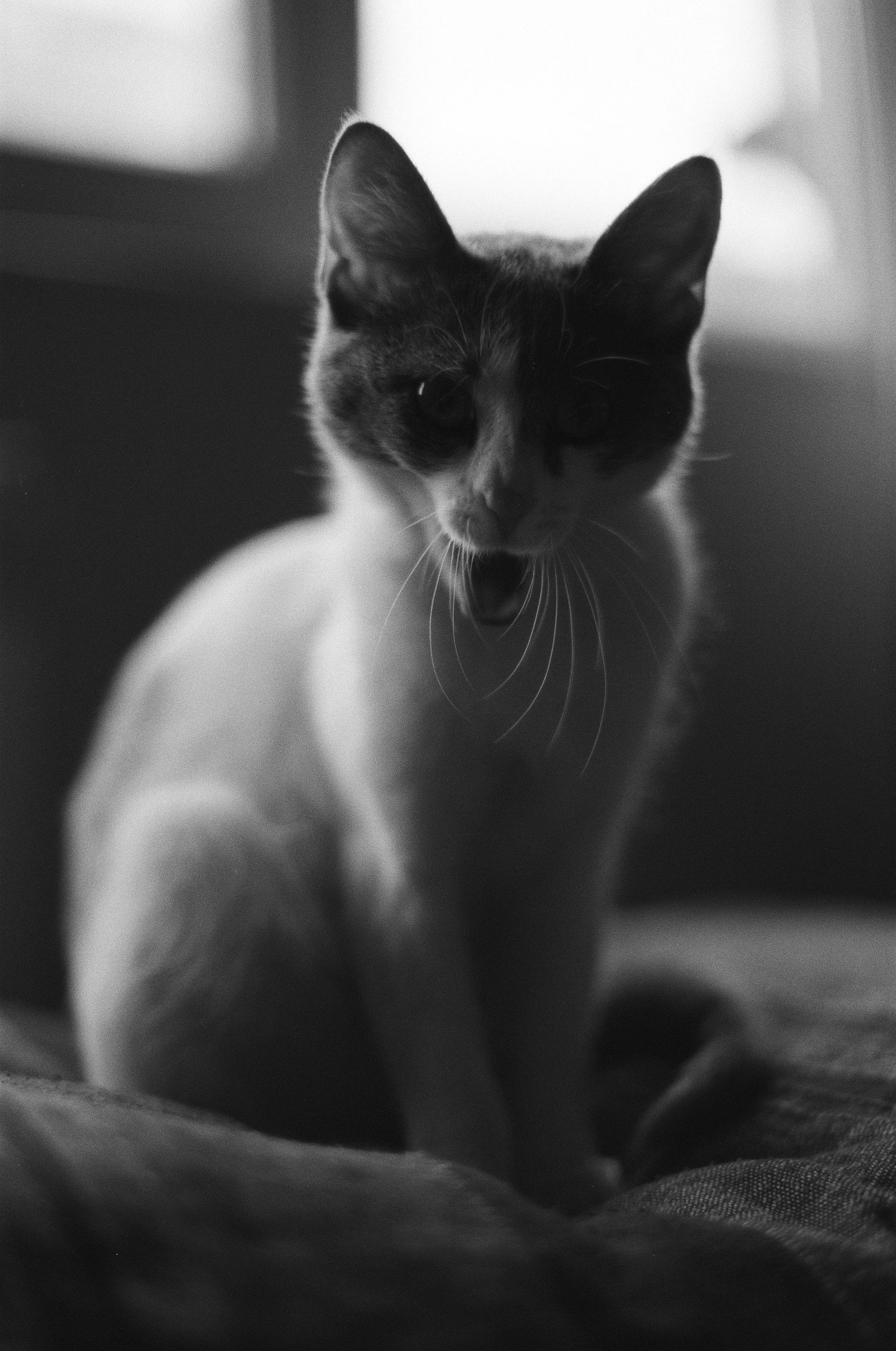 HP5+ Sample Photo (8).jpg