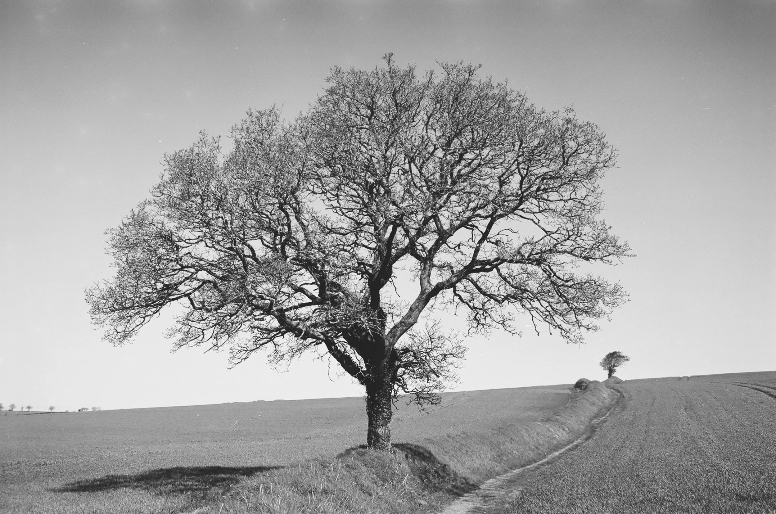 A black and white photo of a solitary tree on a grassy hill, with a smaller tree in the background on a dirt path, under a clear sky.