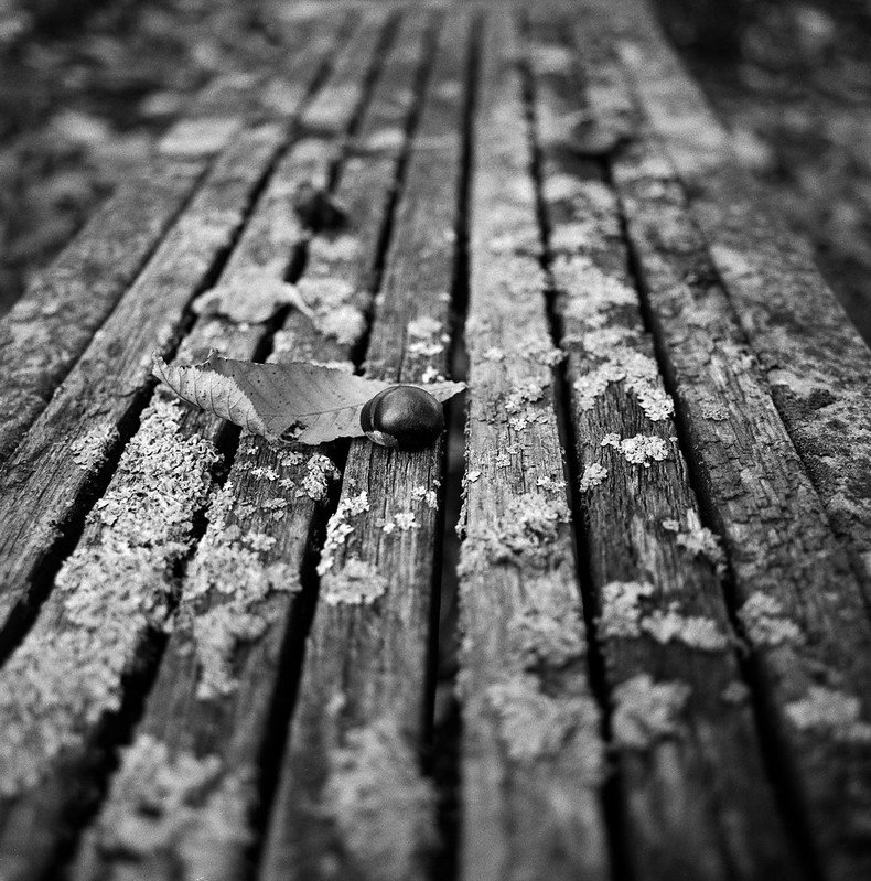 HP5+ Sample Photo (36).jpg