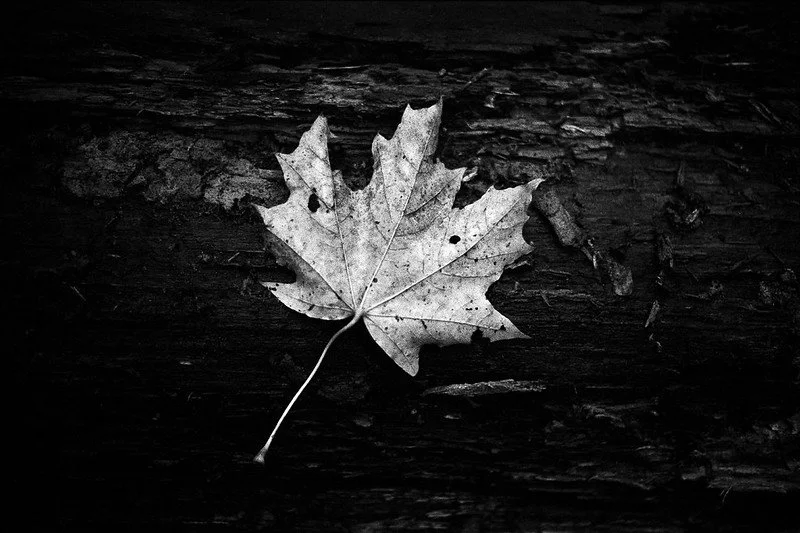 HP5+ Sample Photo (16).jpg