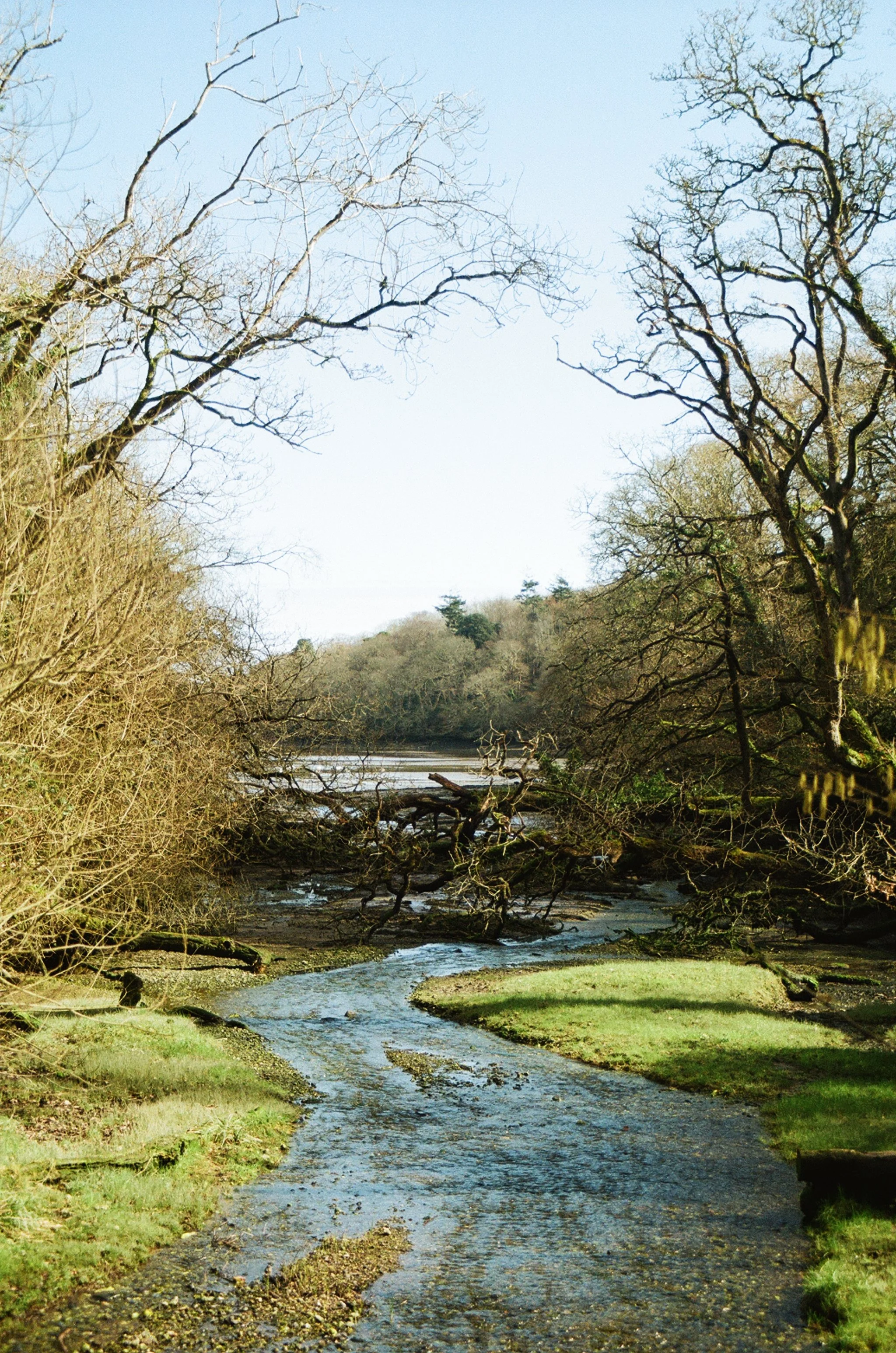 A river or stream flowing through a wooded area with bare trees and fallen branches on a sunny day.