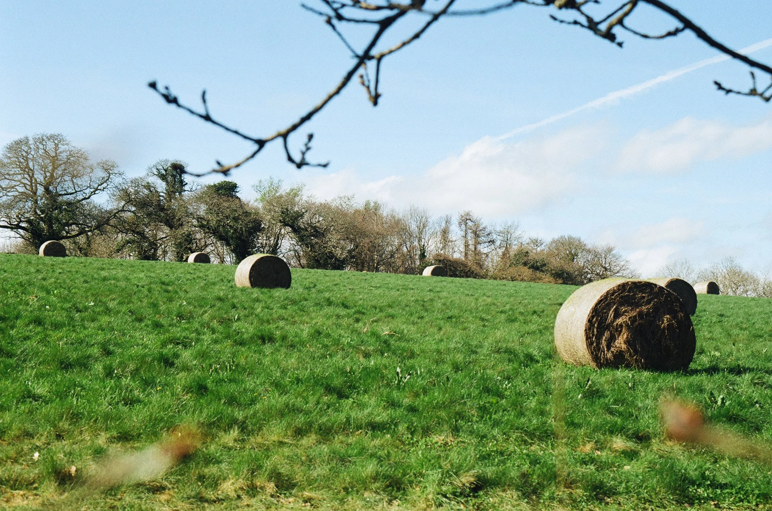 A green grassy field with several large round hay bales scattered across it. There are leafless trees in the background under a partly cloudy sky, with a branch in the foreground.