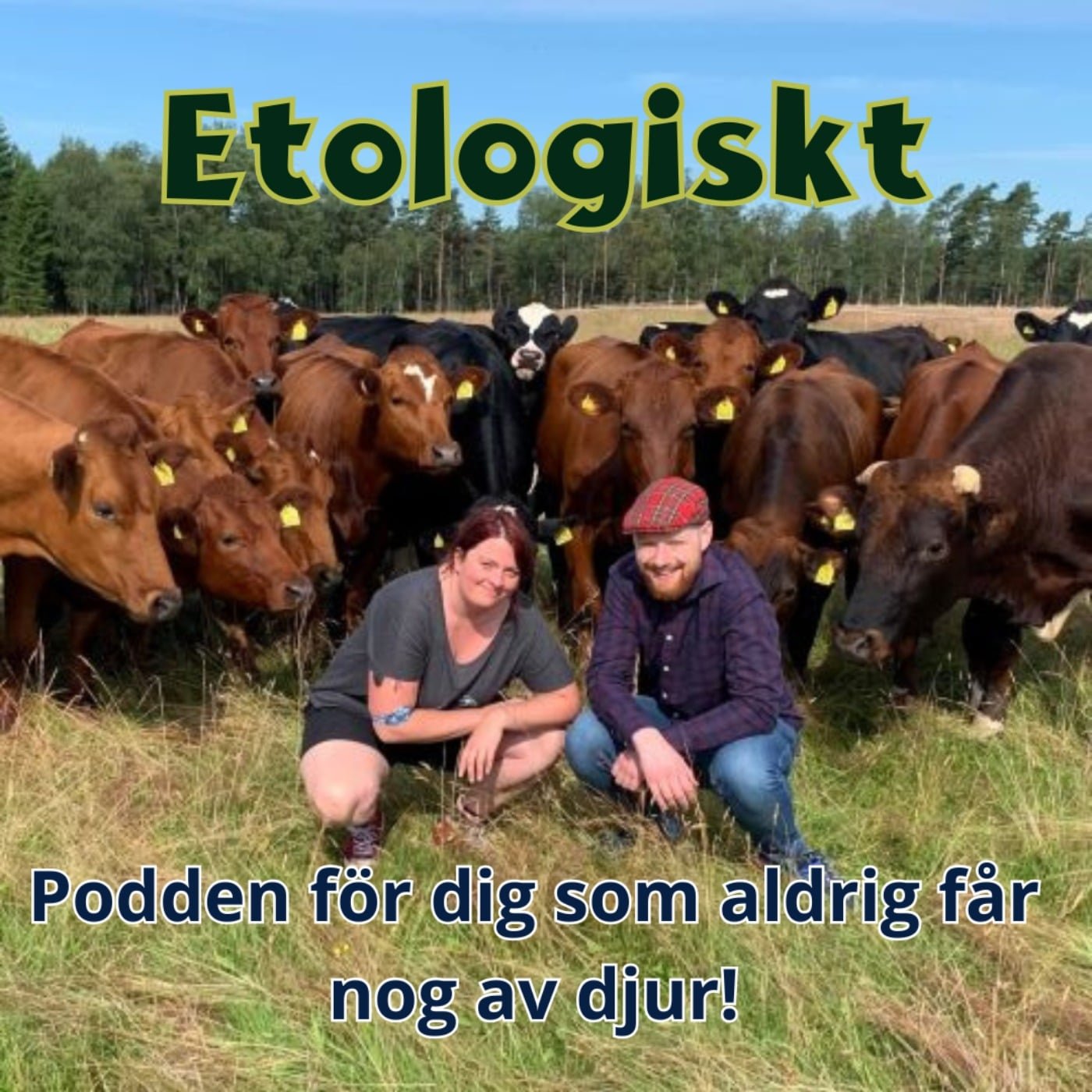 To personer, en kvinne og en mann, smiler og er posisjonert på kne foran en gruppe kuer på en grønn eng. Bakgrunnen består av trær og en klar blå himmel. Overskriften er på norsk: "Etologisk" og under teksten står: "Podden for deg som aldri får nok av dyr!"