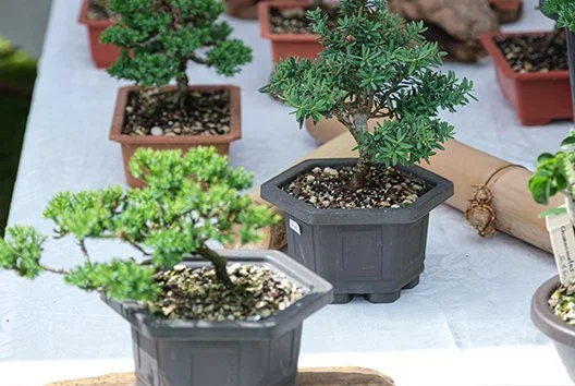 bonsai.jpg