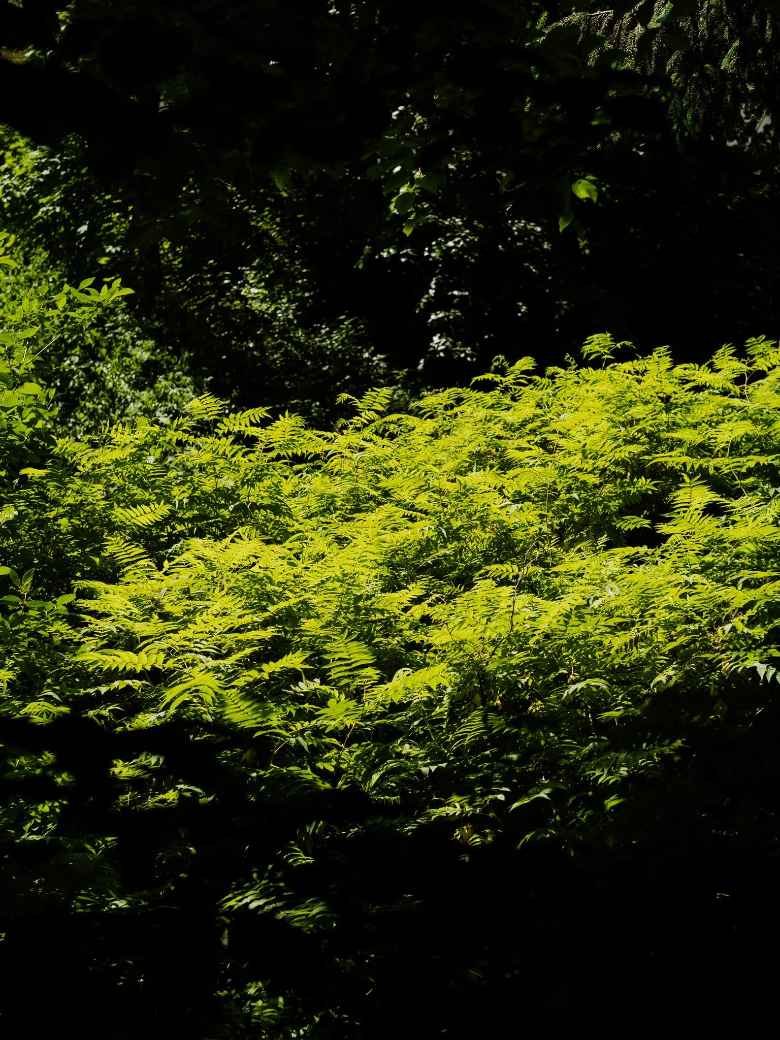 M1000775.jpg