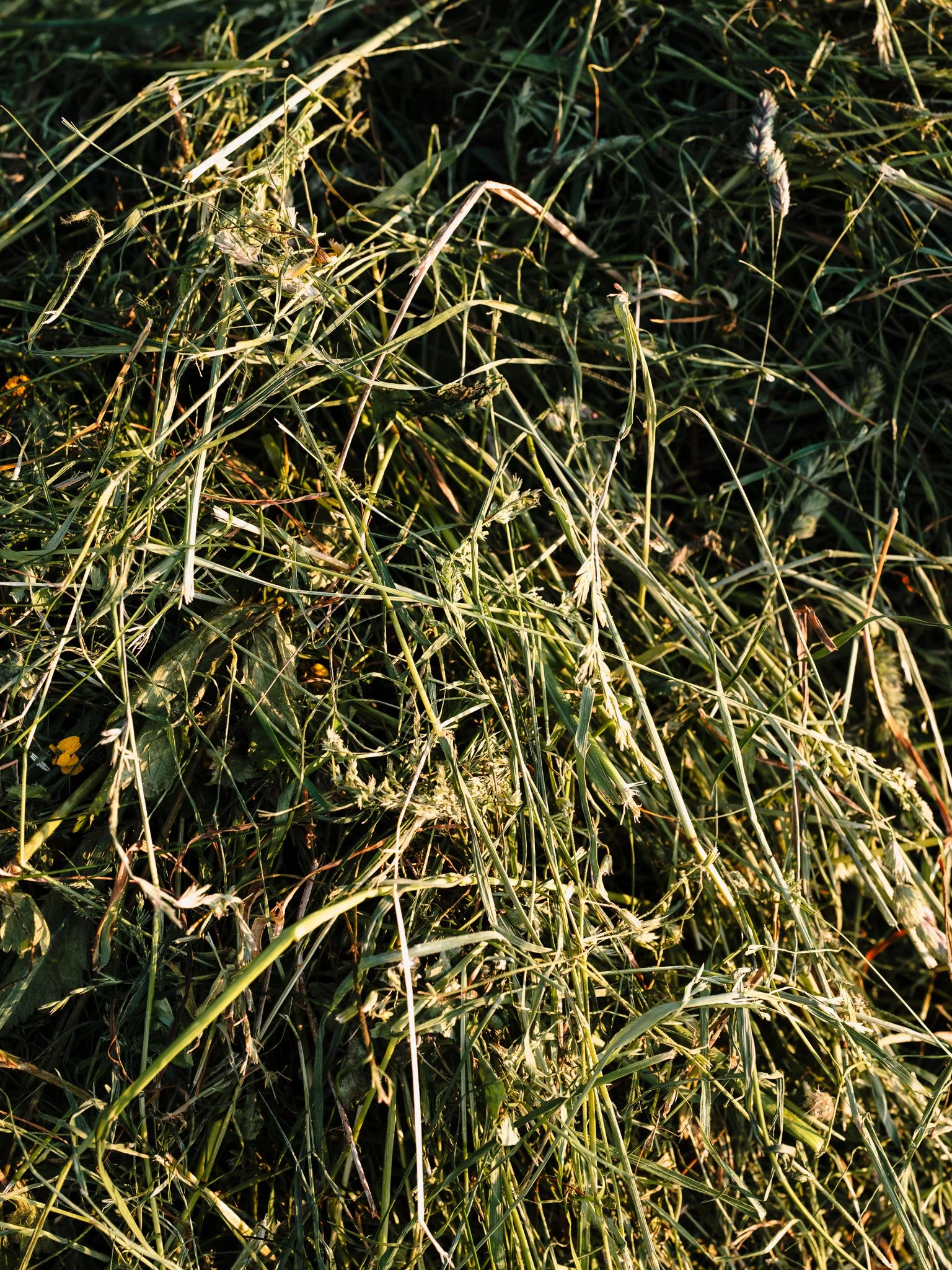 L1011750.jpg