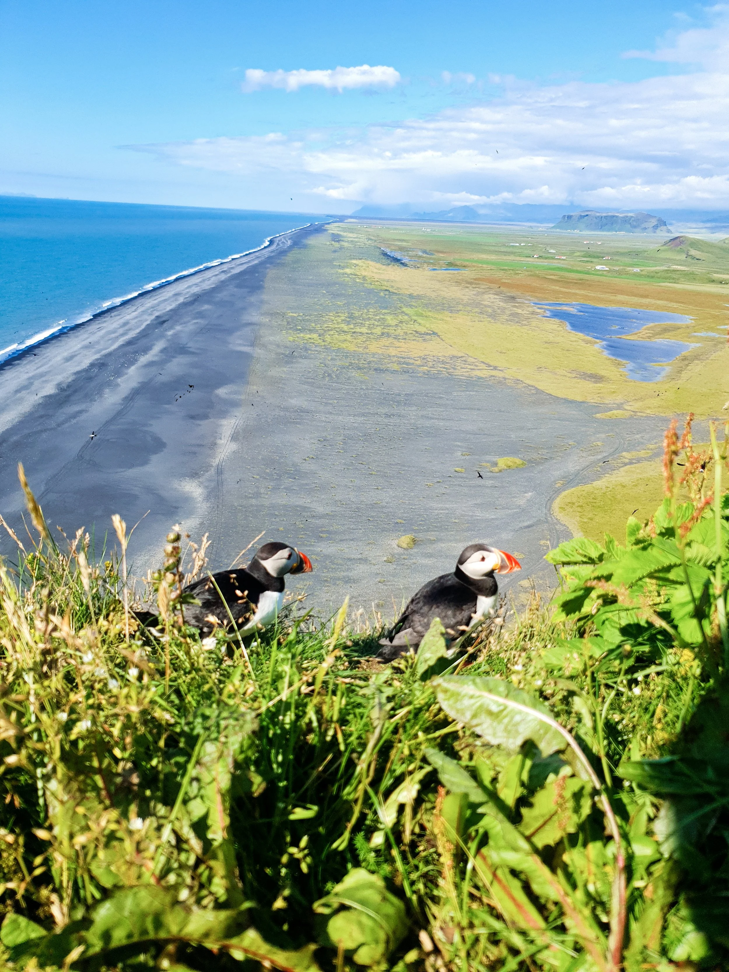 Qualche informazione sui Puffin