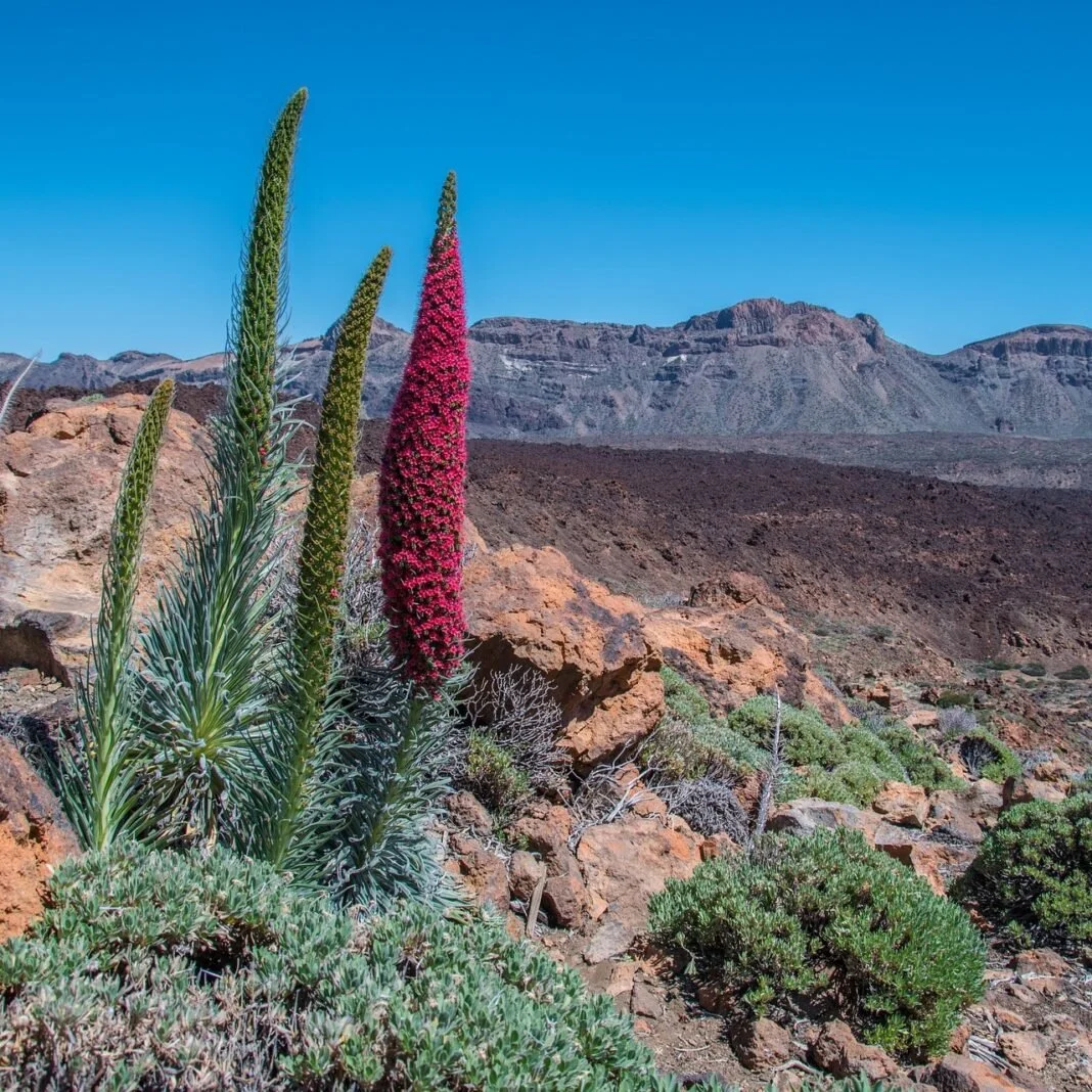 I vulcani di Tenerife
