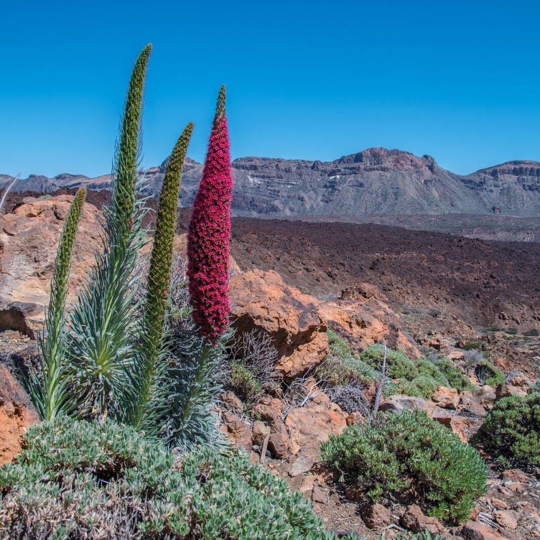 I vulcani di Tenerife