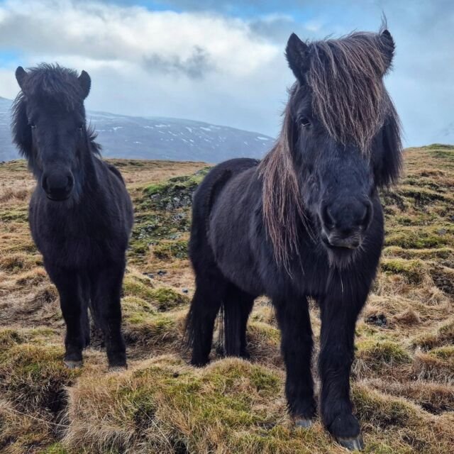 Cavalli Islandesi e Landsmót