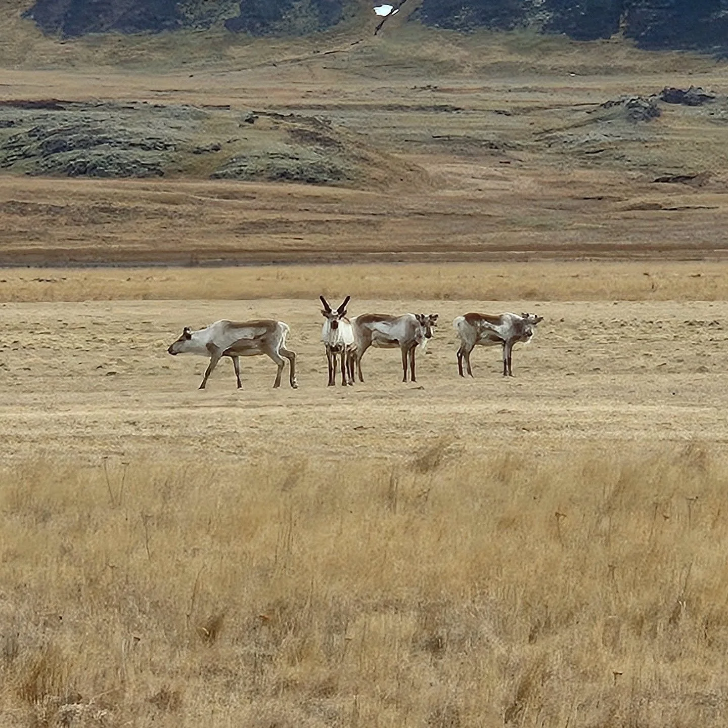 #islanda 🇮🇸 #renne #viaggiconleguideslowtour #slowtour #toptraveltean