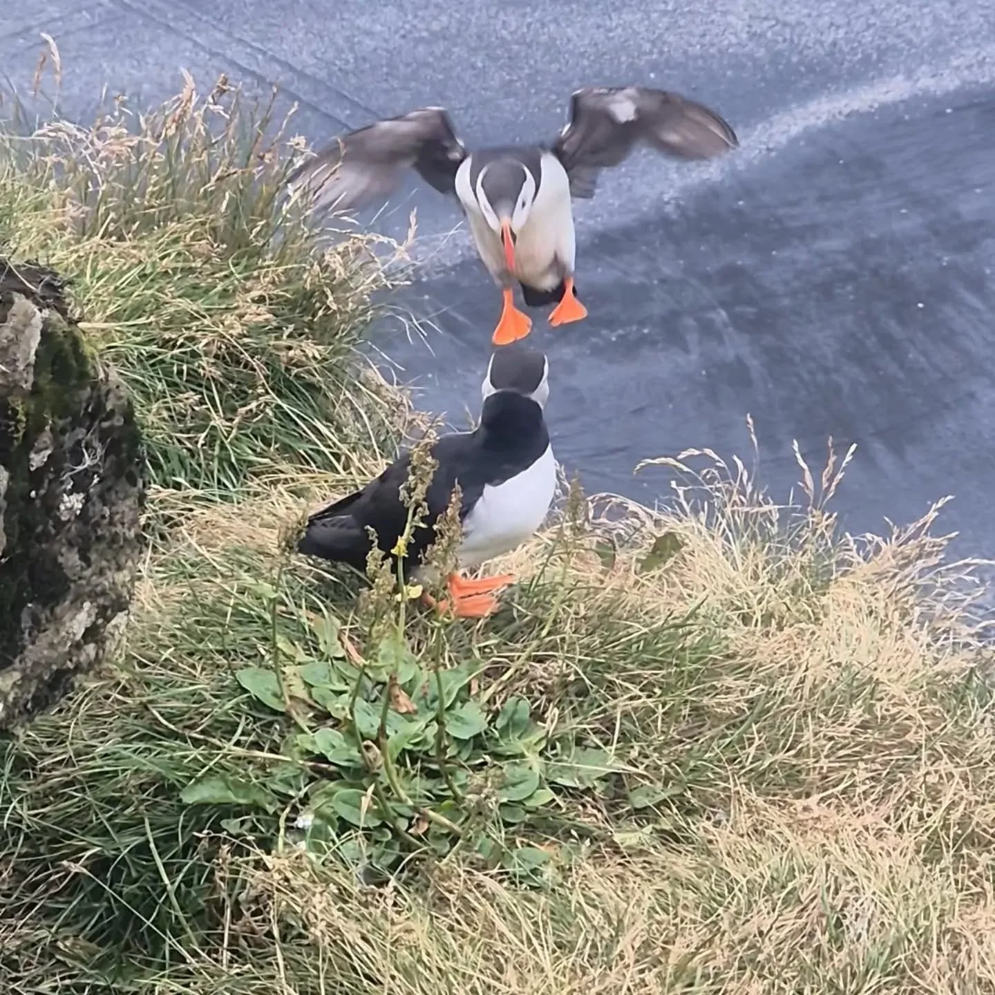 #viaggiconleguideslowtour #slowtour #toptravelteam #puffin #islandadventure 🇮🇸