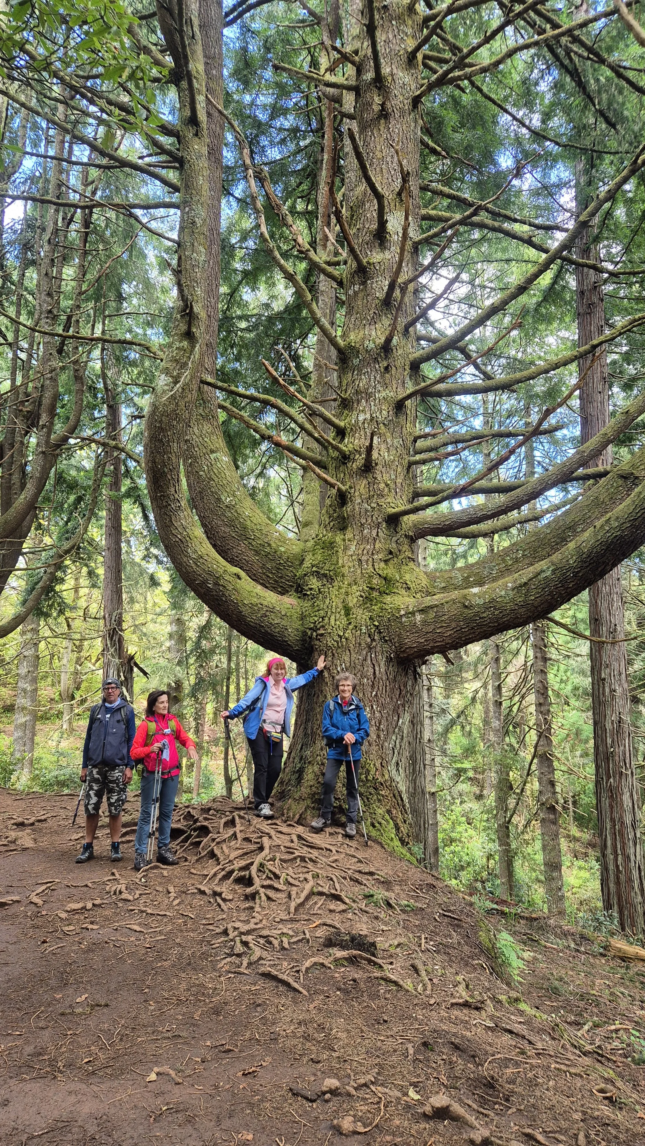 Caildeirao Verde Madeira