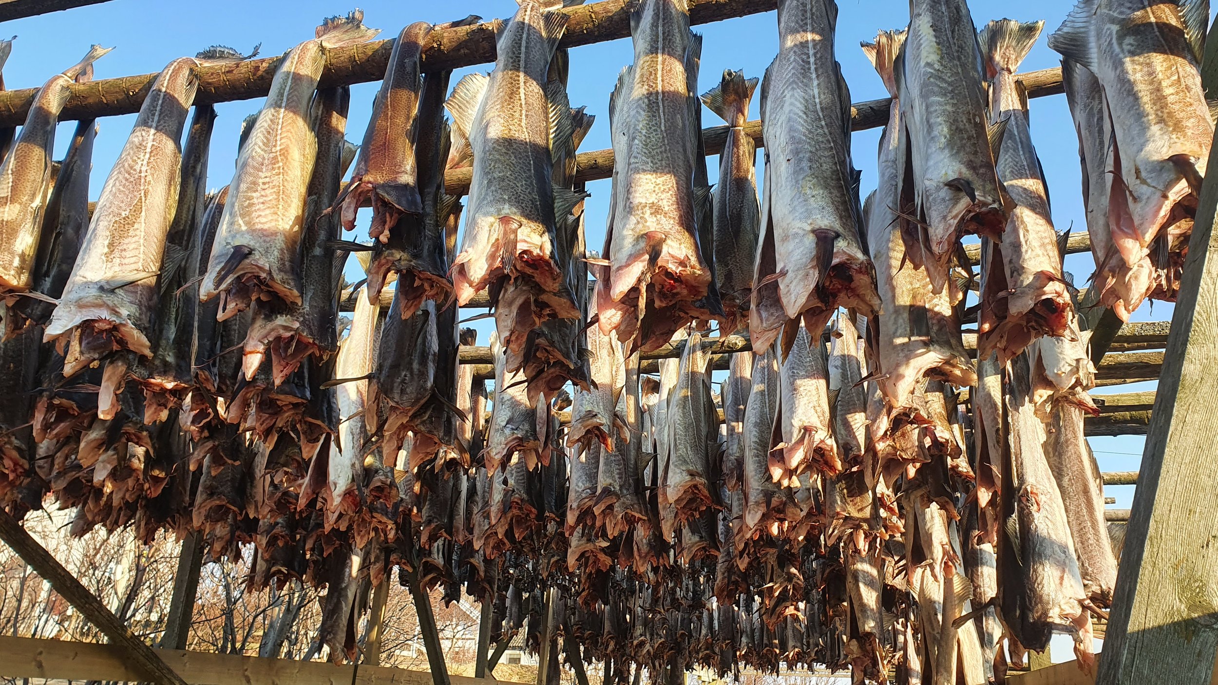 Merluzzi Isole Lofoten