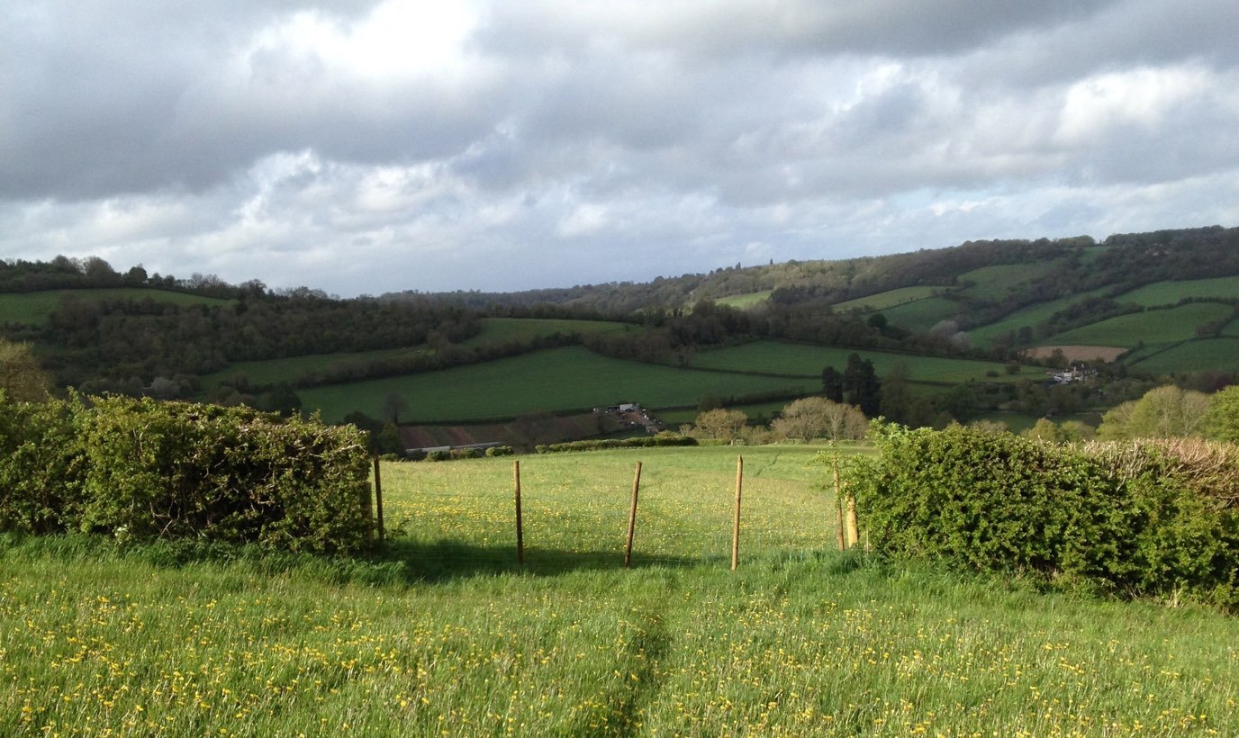 Landscape of rolling green hills with cloudy sky and a grassy field with small yellow flowers in the foreground.