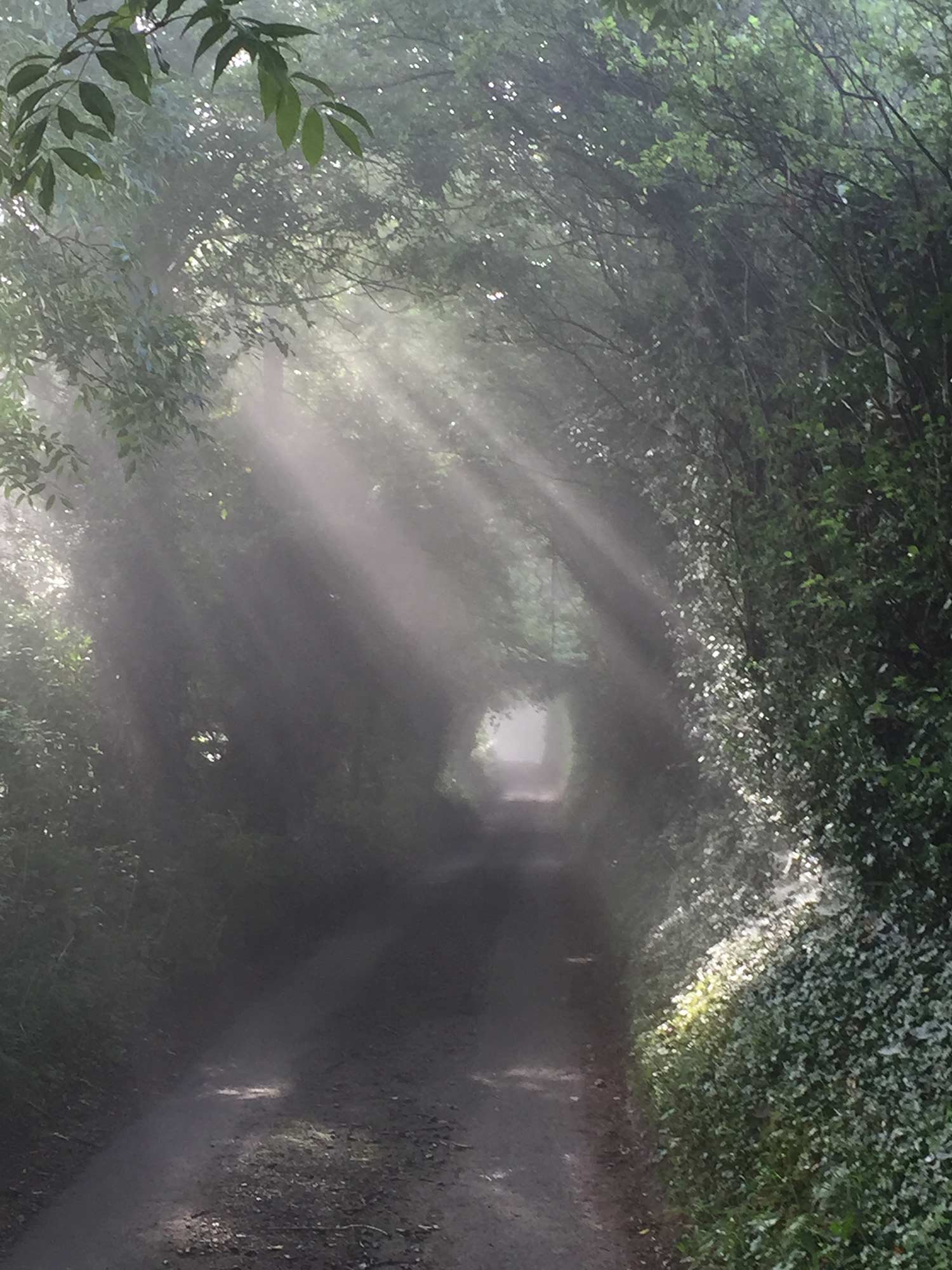 A dirt road through a forest with sunlight filtering through the trees, creating beams of light.