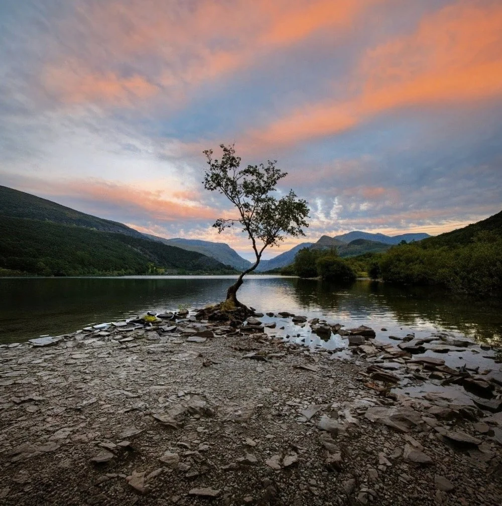 A lone tree growing from a rocky lakeshore, reflected in calm water, with green hills and distant mountains beneath a soft sunrise or sunset sky.