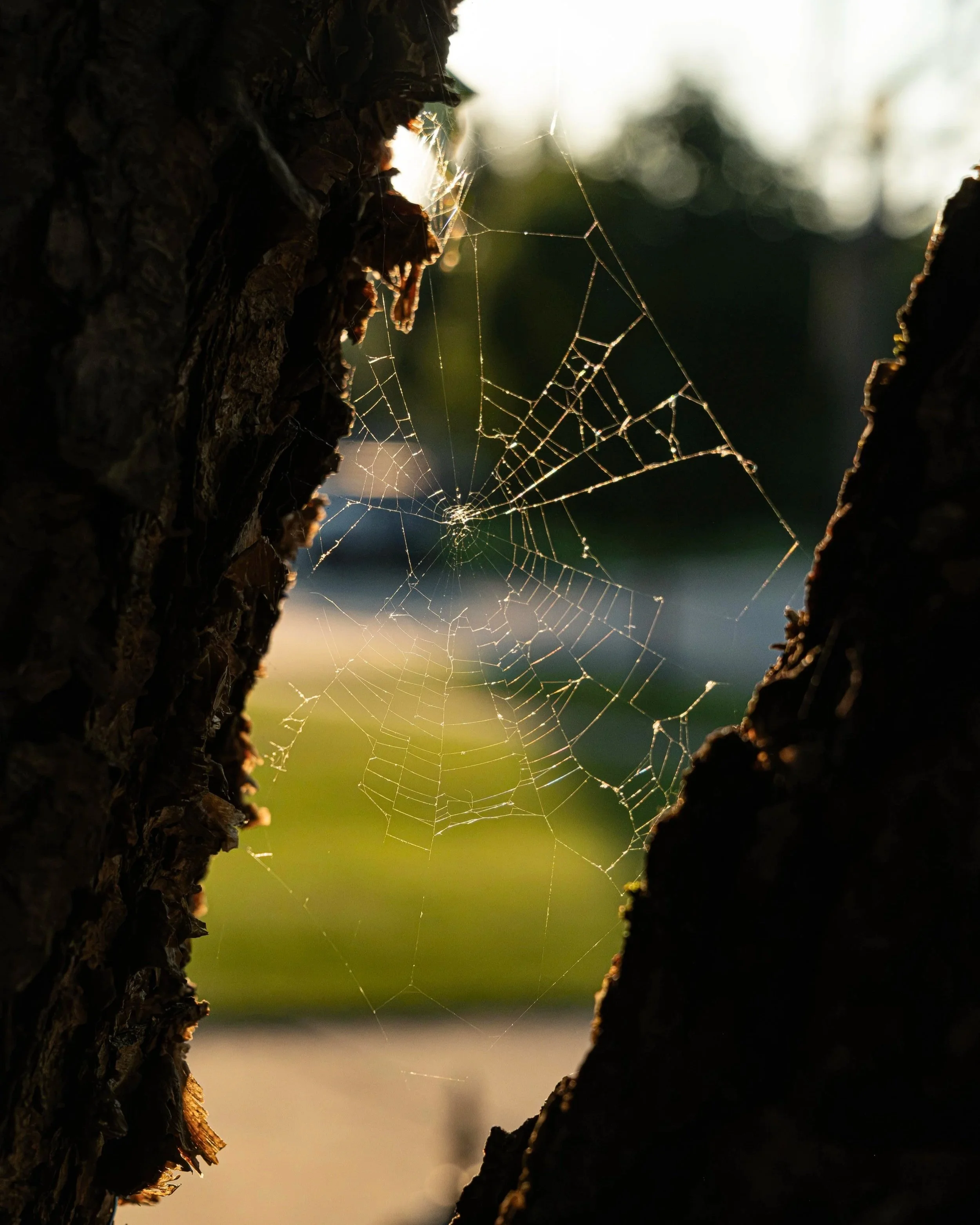 Sunlight reflects off a spiderweb crafted between two tree branches in New Lenox, Ill., on Aug. 10, 2026.