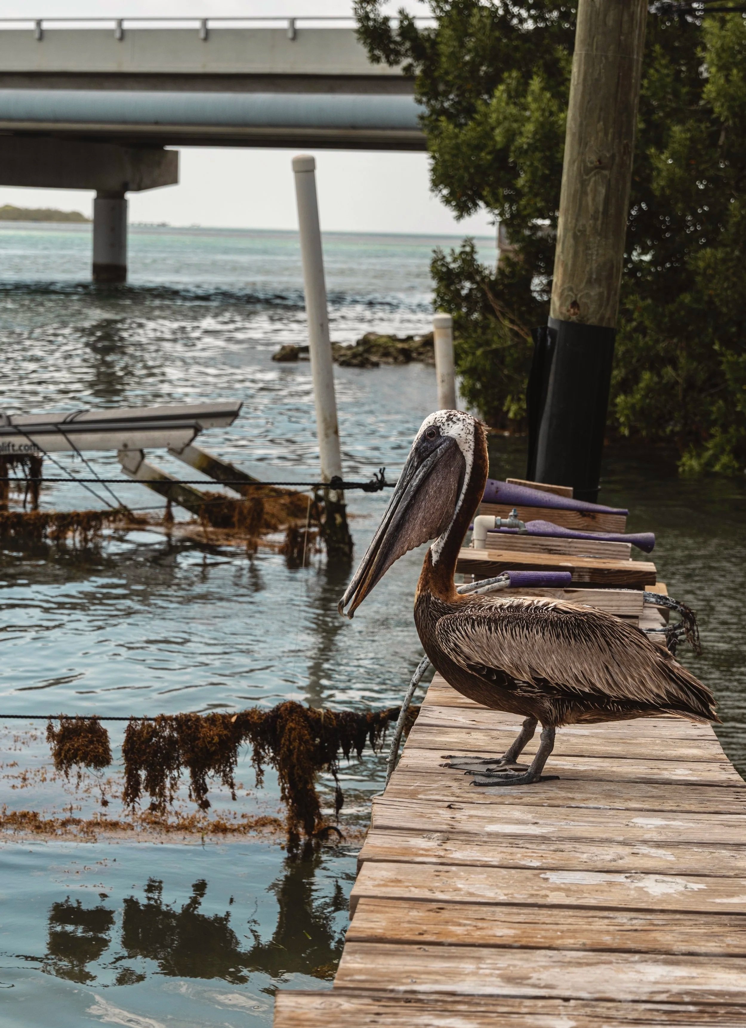 A brown pelican stands on a dock in Islamorada, Florida, on July 9, 2026.