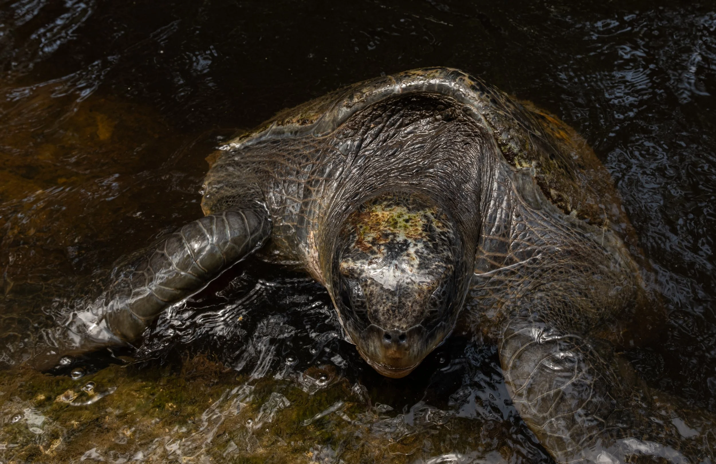 A green sea turtle swims near the surface in Islamorada, Florida, on July 9, 2026.