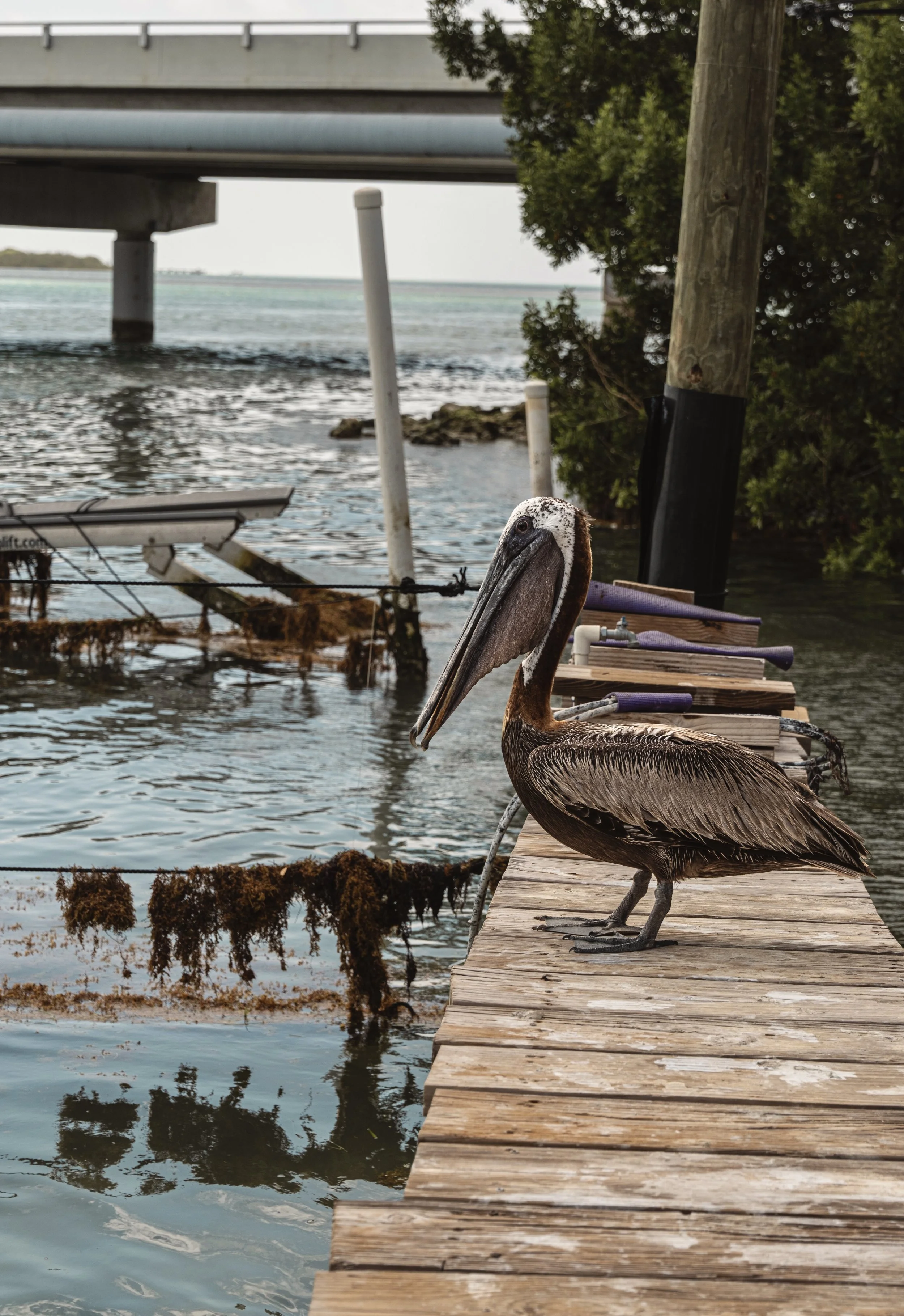 A brown pelican stands on a dock in Islamorada, Florida, on July 9, 2026.