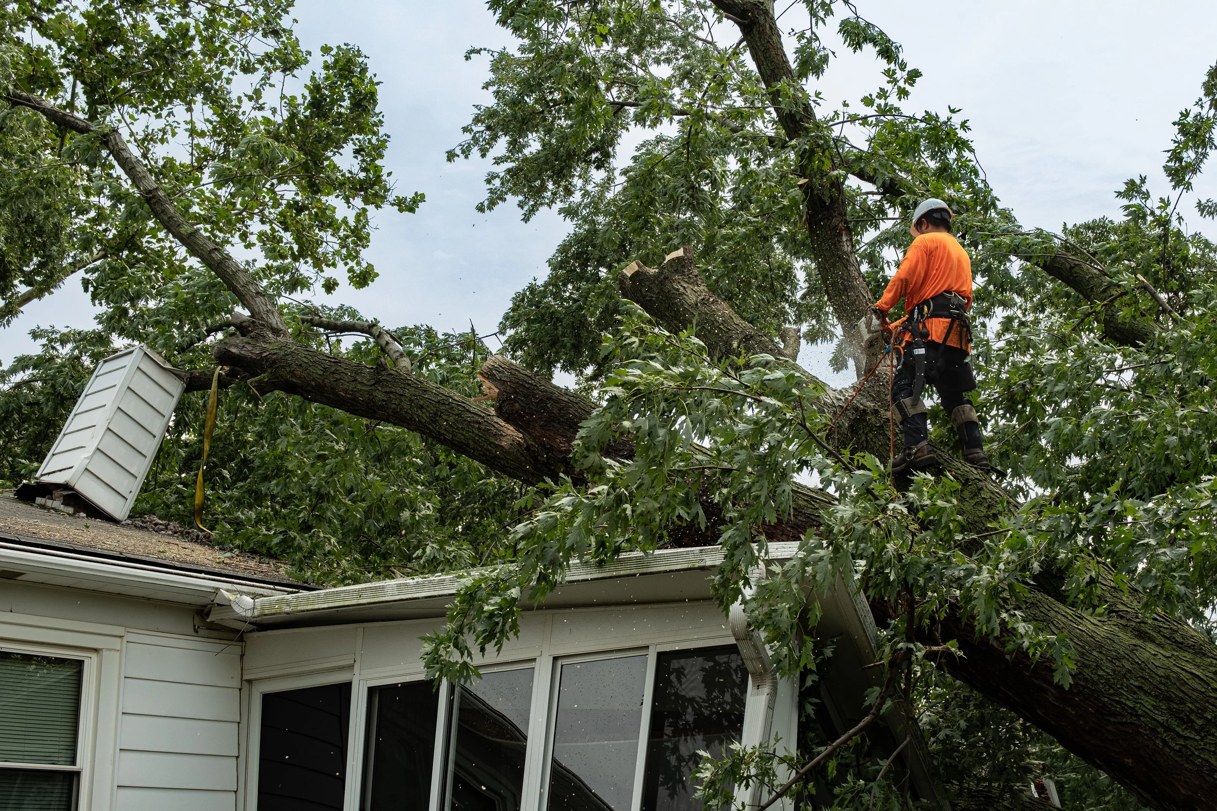 Jose Malaton, who works for Buena Vista Tree Service, uses a chainsaw to slice through a the branches of tree that crashed into a home on Calumet Avenue in Munster, Ind., on Wednesday, Aug. 12, 2026.