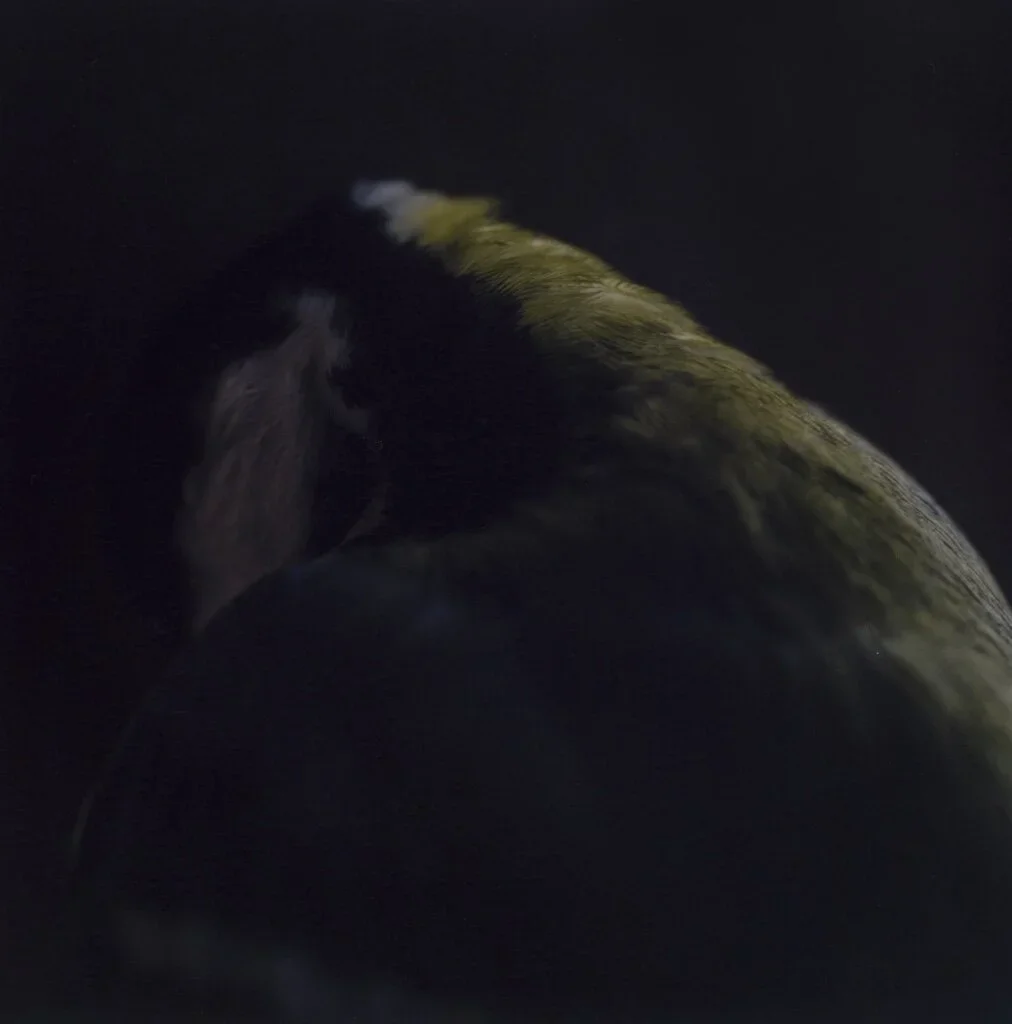 thumb_Birds004-Redigera_1024 (1).webp